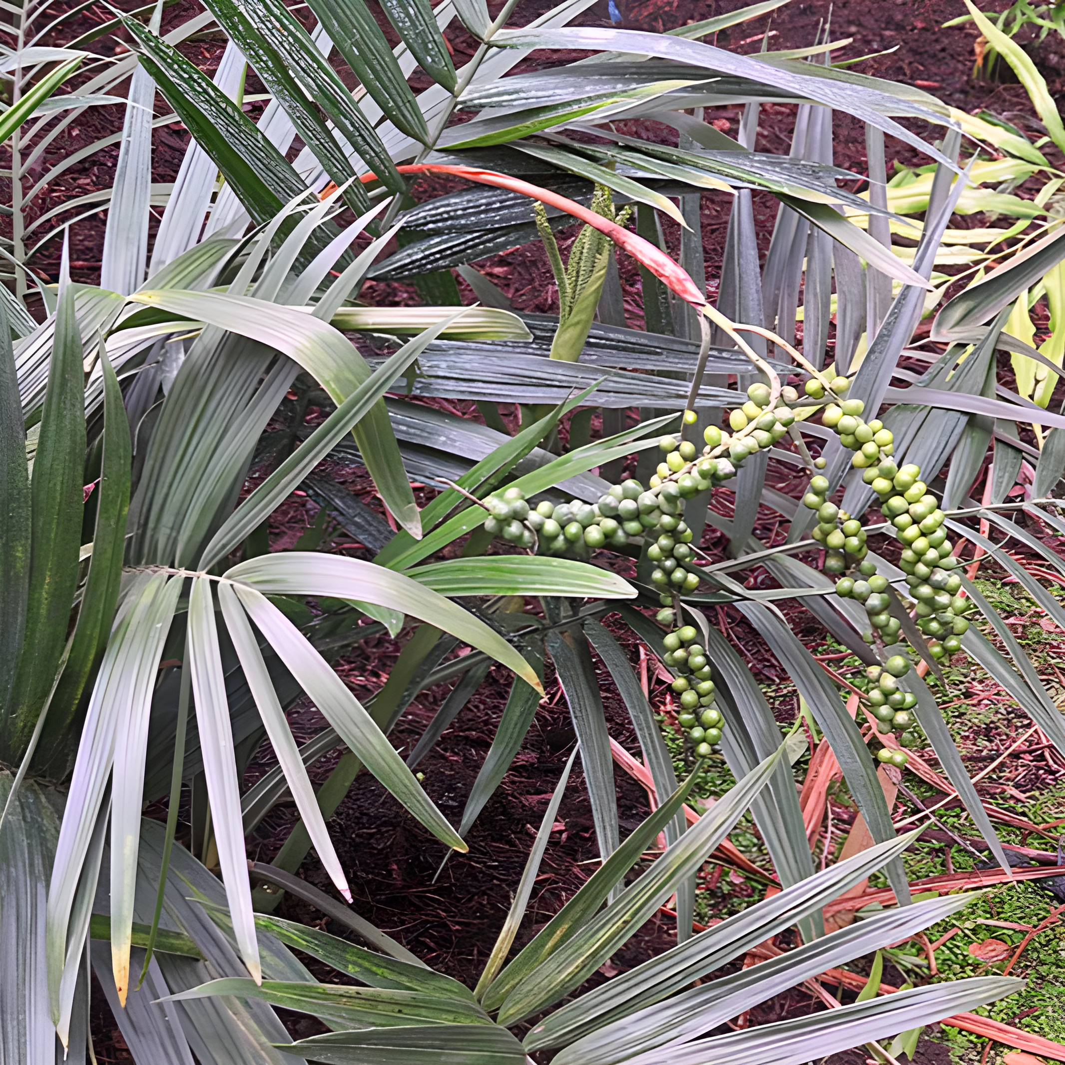 Dwarf Bamboo Palm Fruit.jpg.png