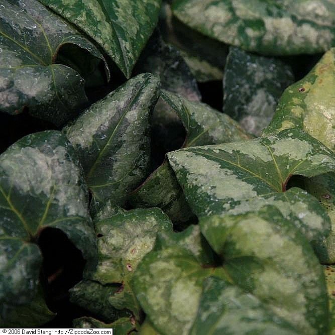 Asarum splendens foliage.jpg