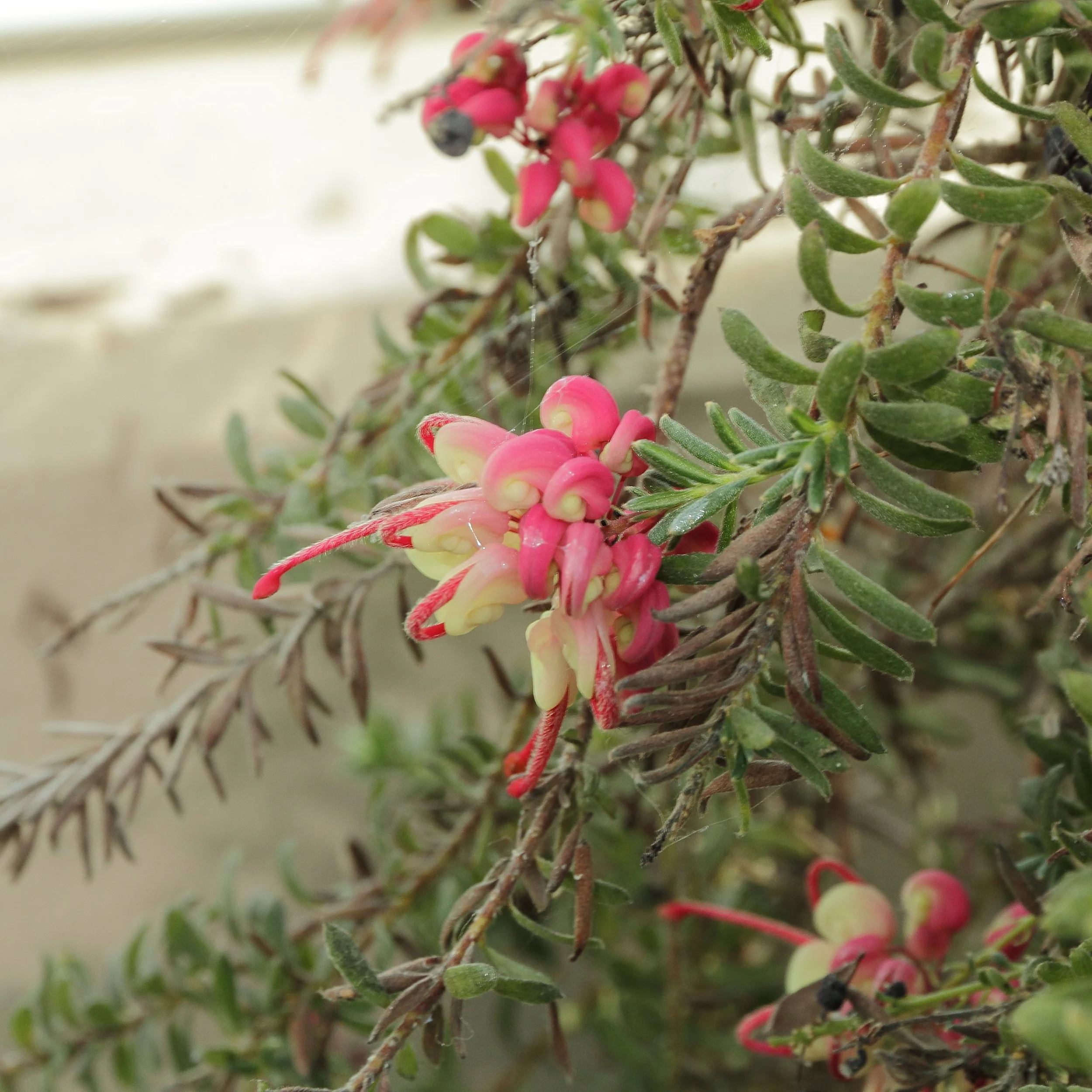 Grevillea lanigera.jpg