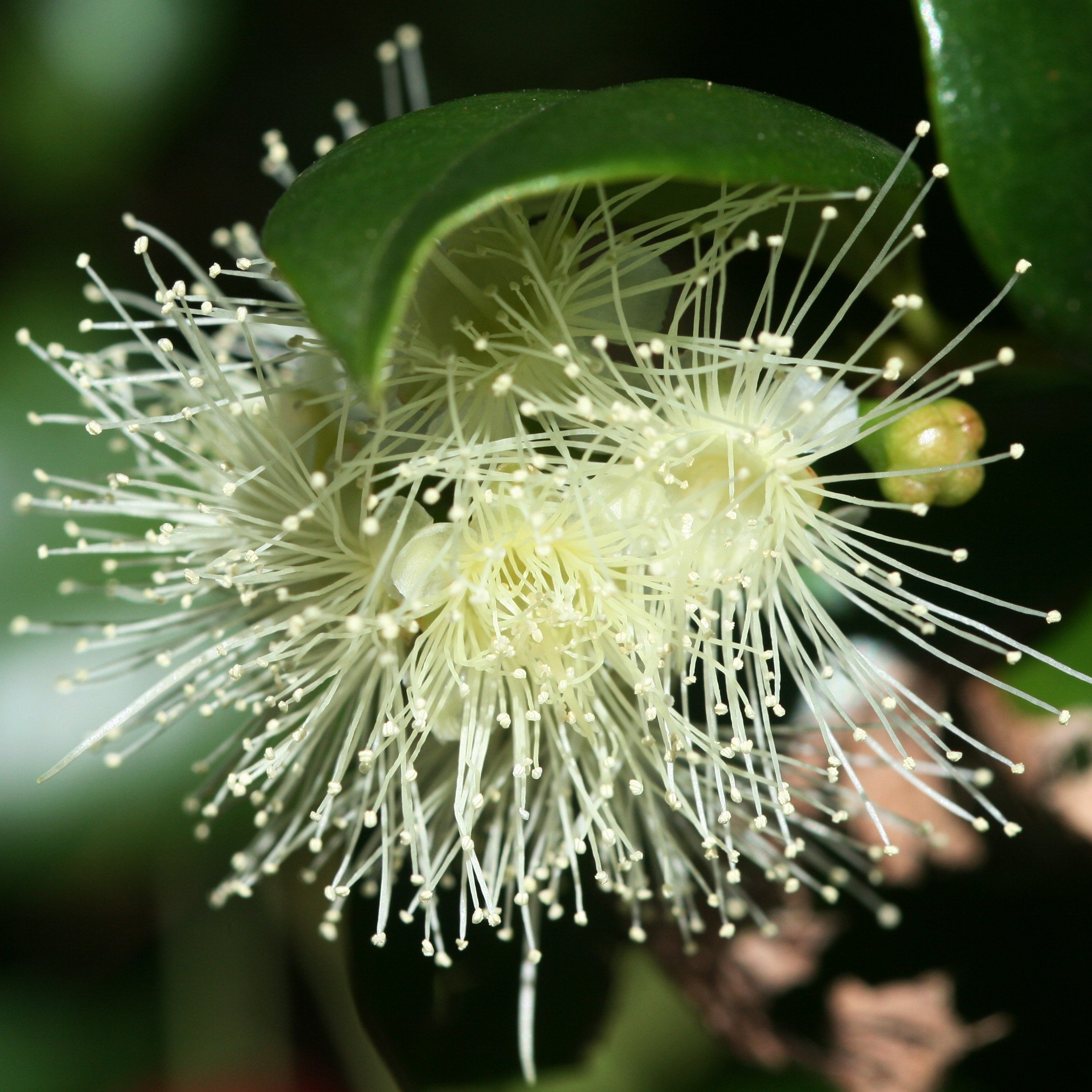 Syzygium australe Flower.jpg