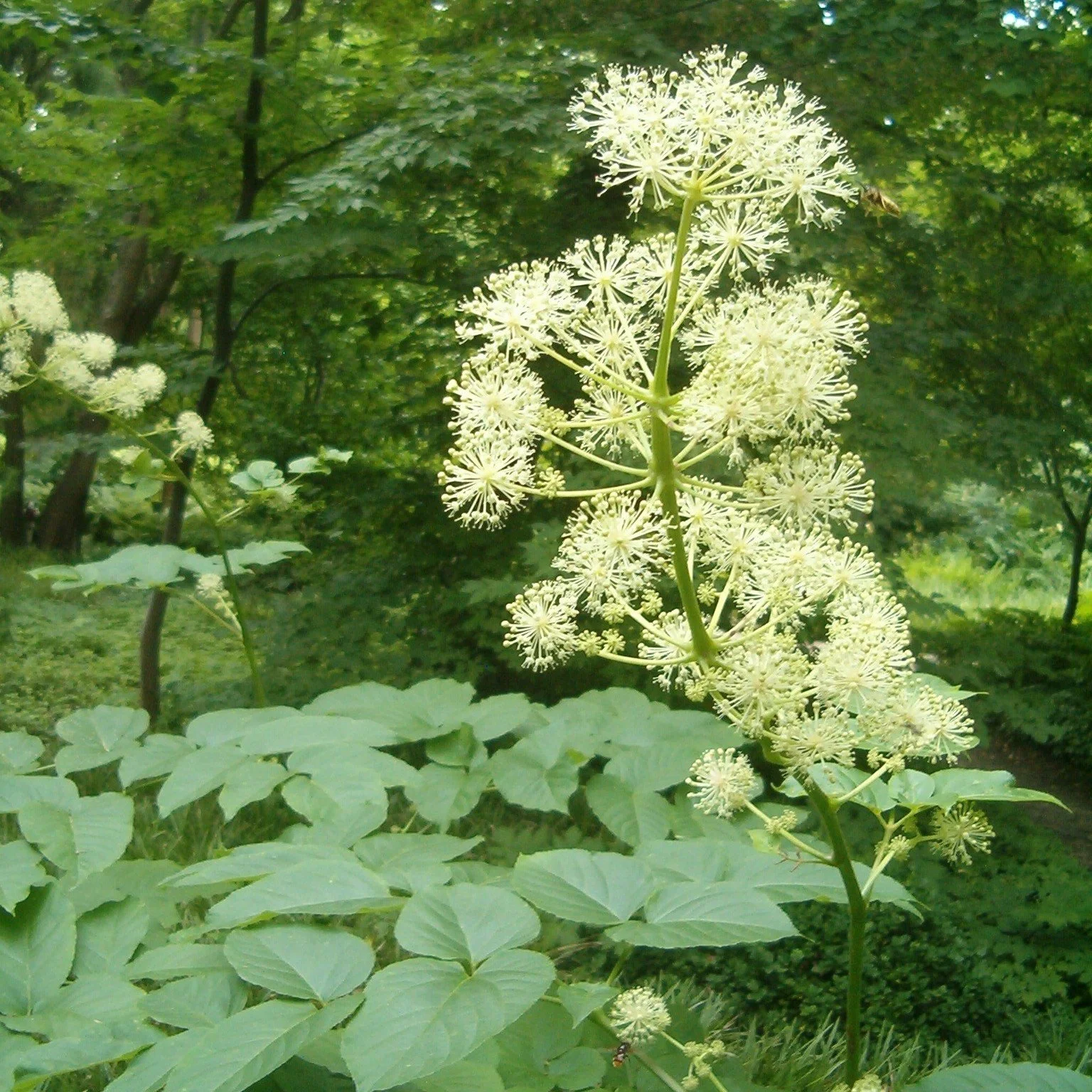 Aralia cordata Flower.jpg