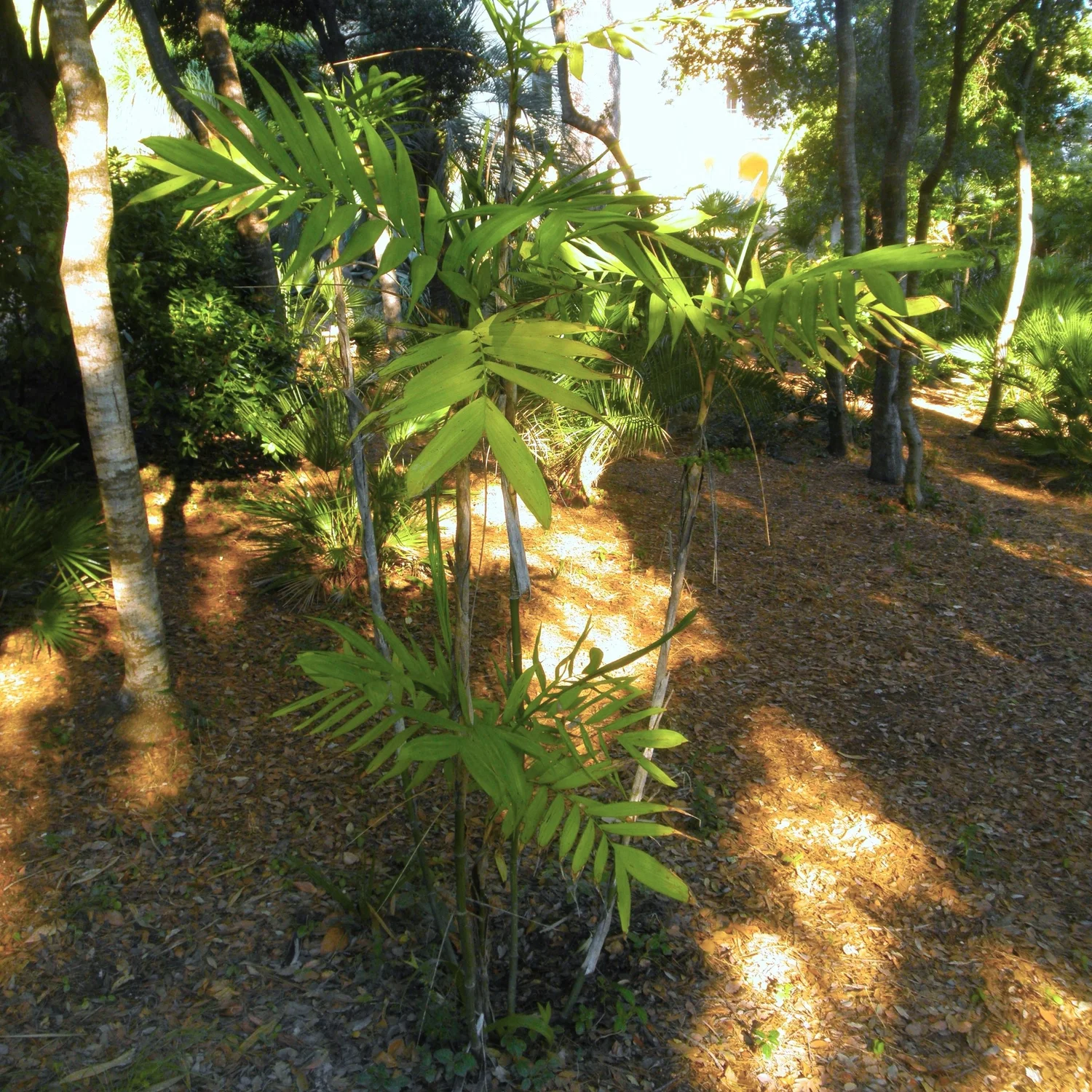 Hardy Bamboo Palm  Wanderlust Nursery