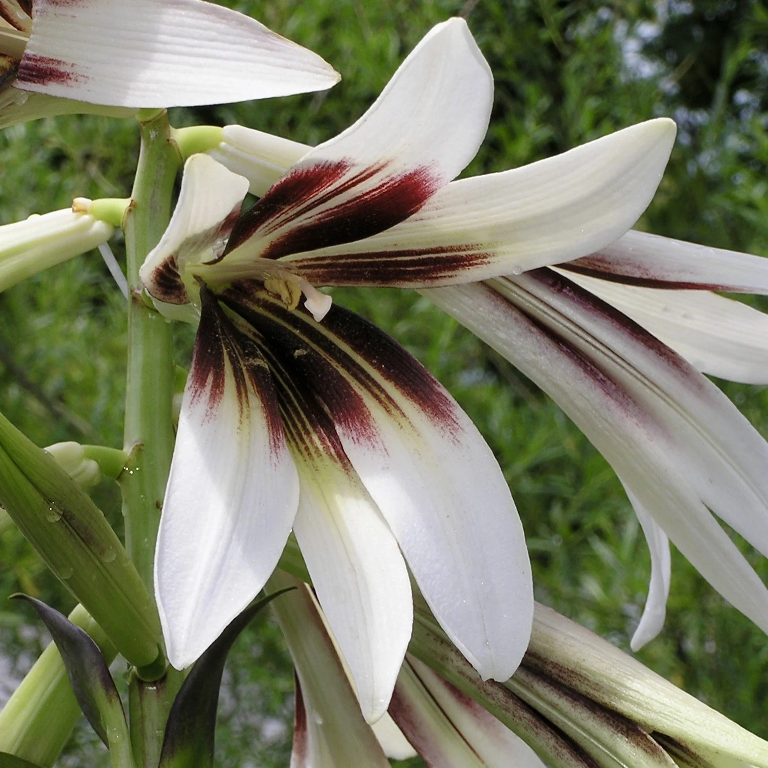Cardiocrinum giganteum Blossom.jpg