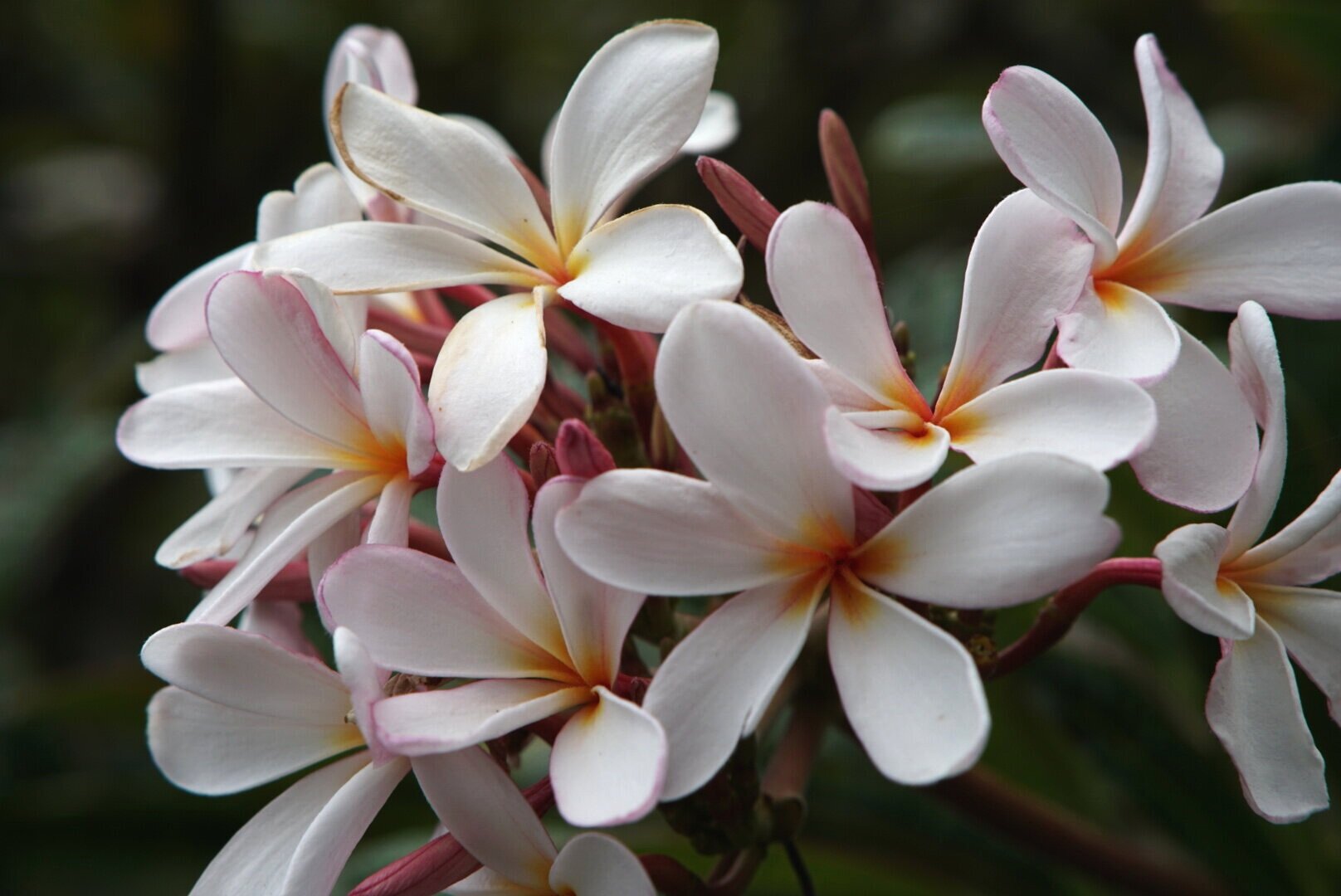 plumeria 2.JPG