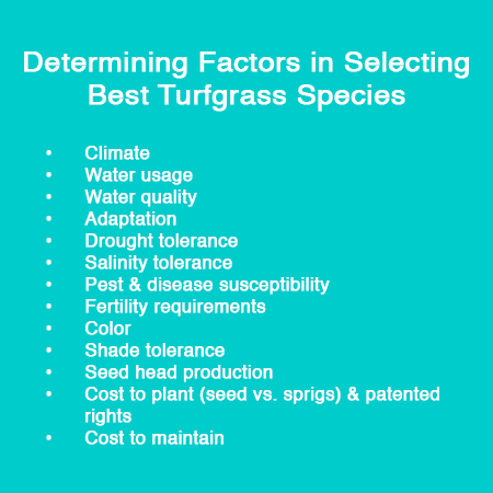 determining-factors-turfgrass-species.png