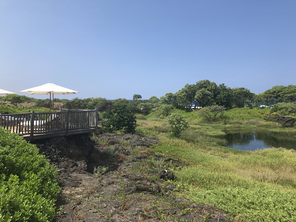 Kohanaiki Wetlands.JPG