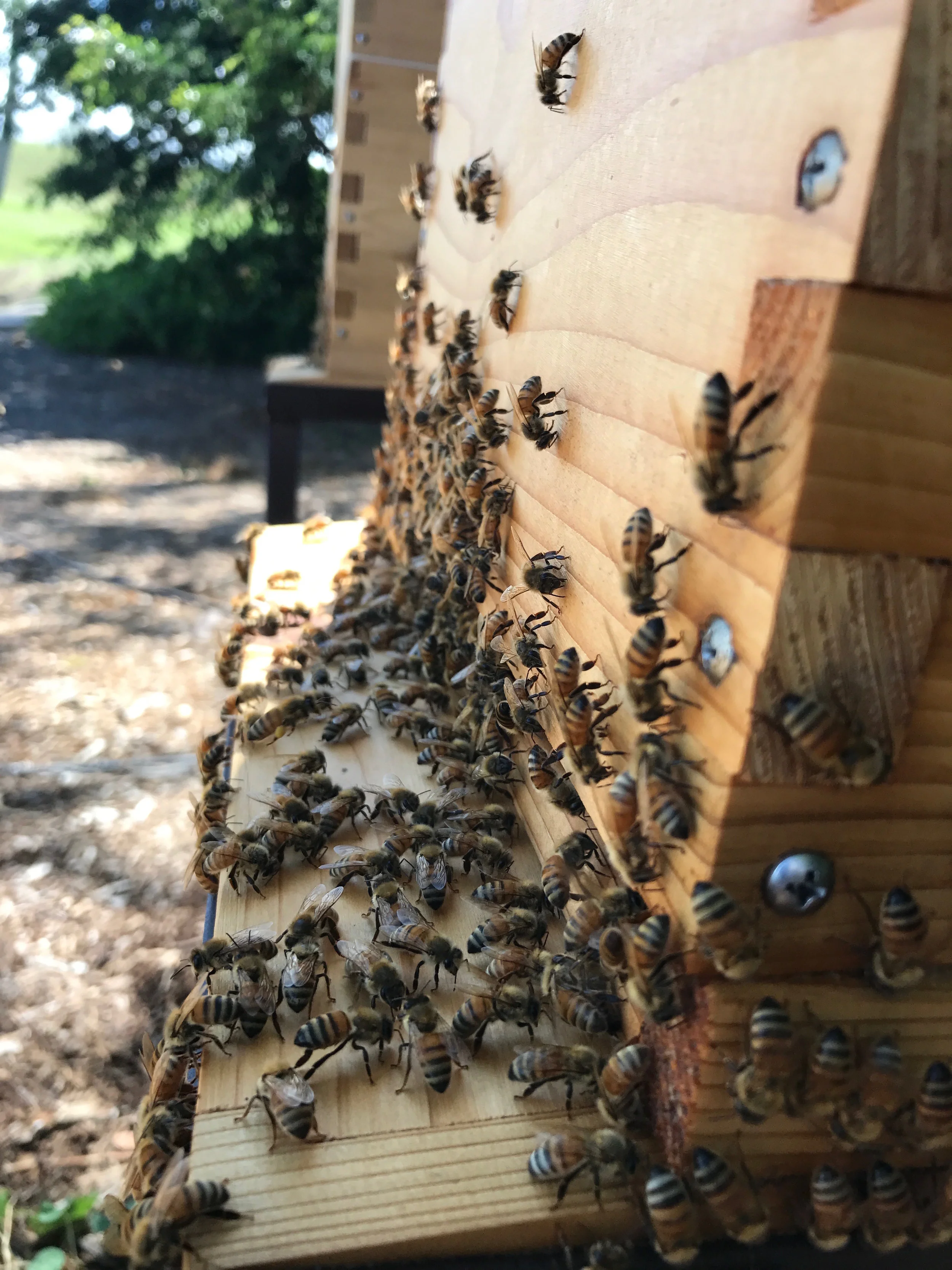 3 - Pollinators