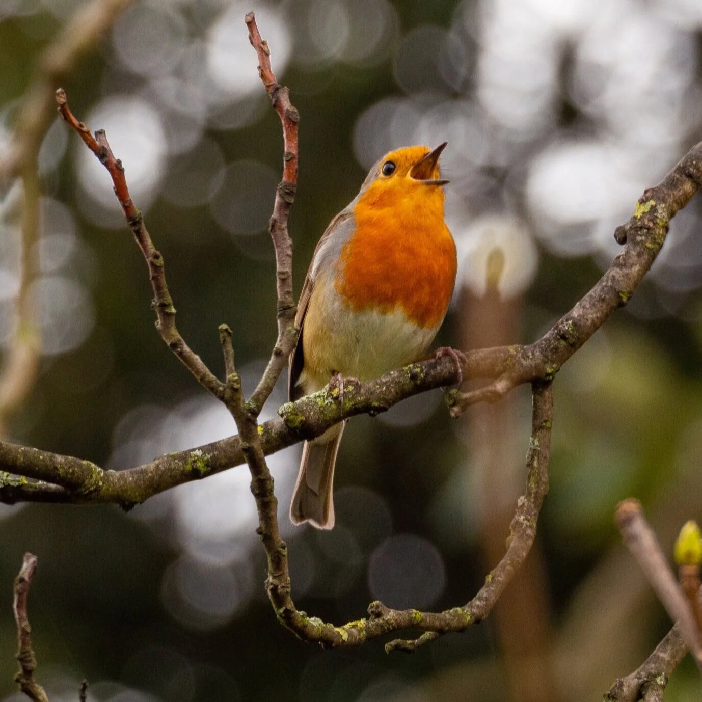 January 2023 mini series