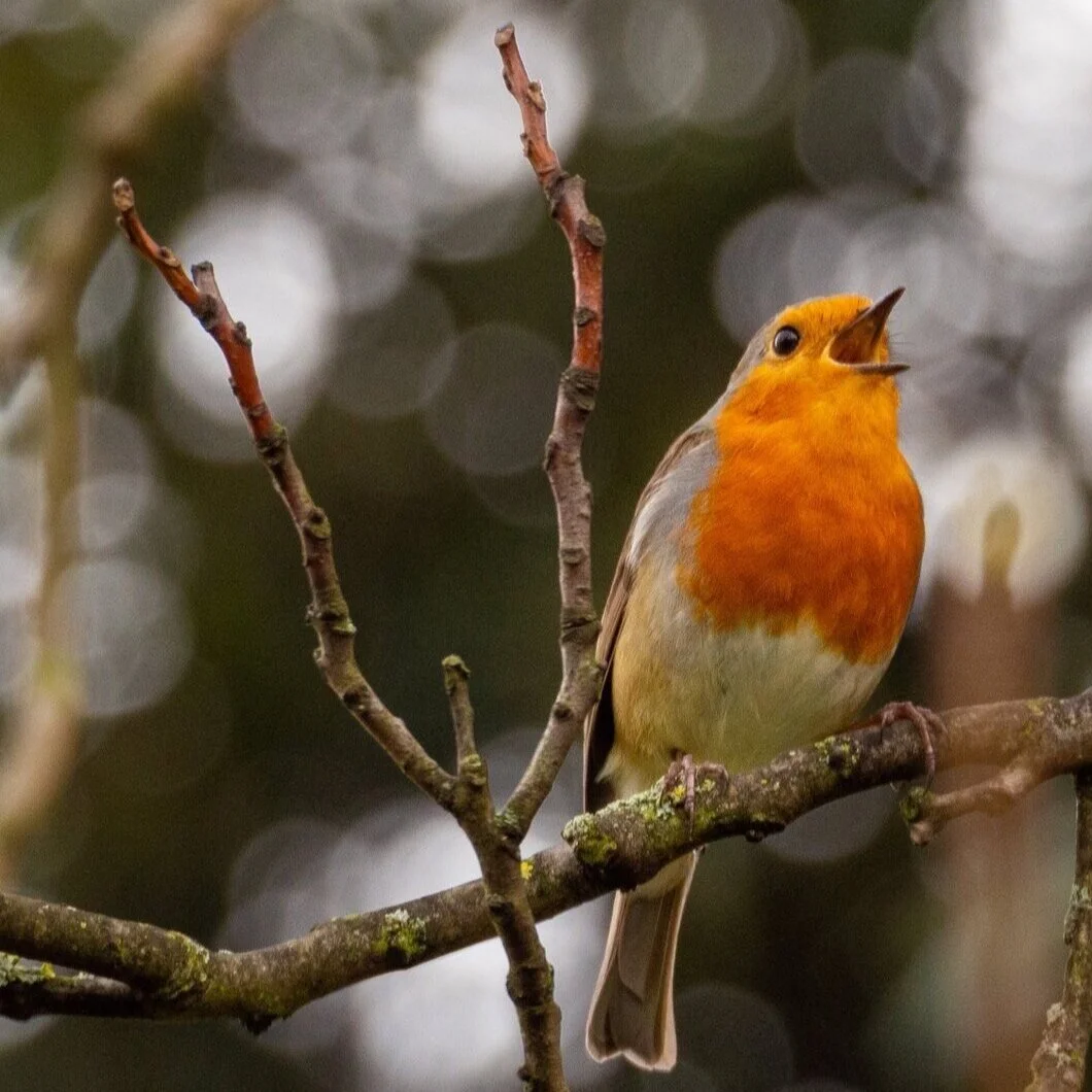 Community Potluck and Sing - Jan. 4, 2024