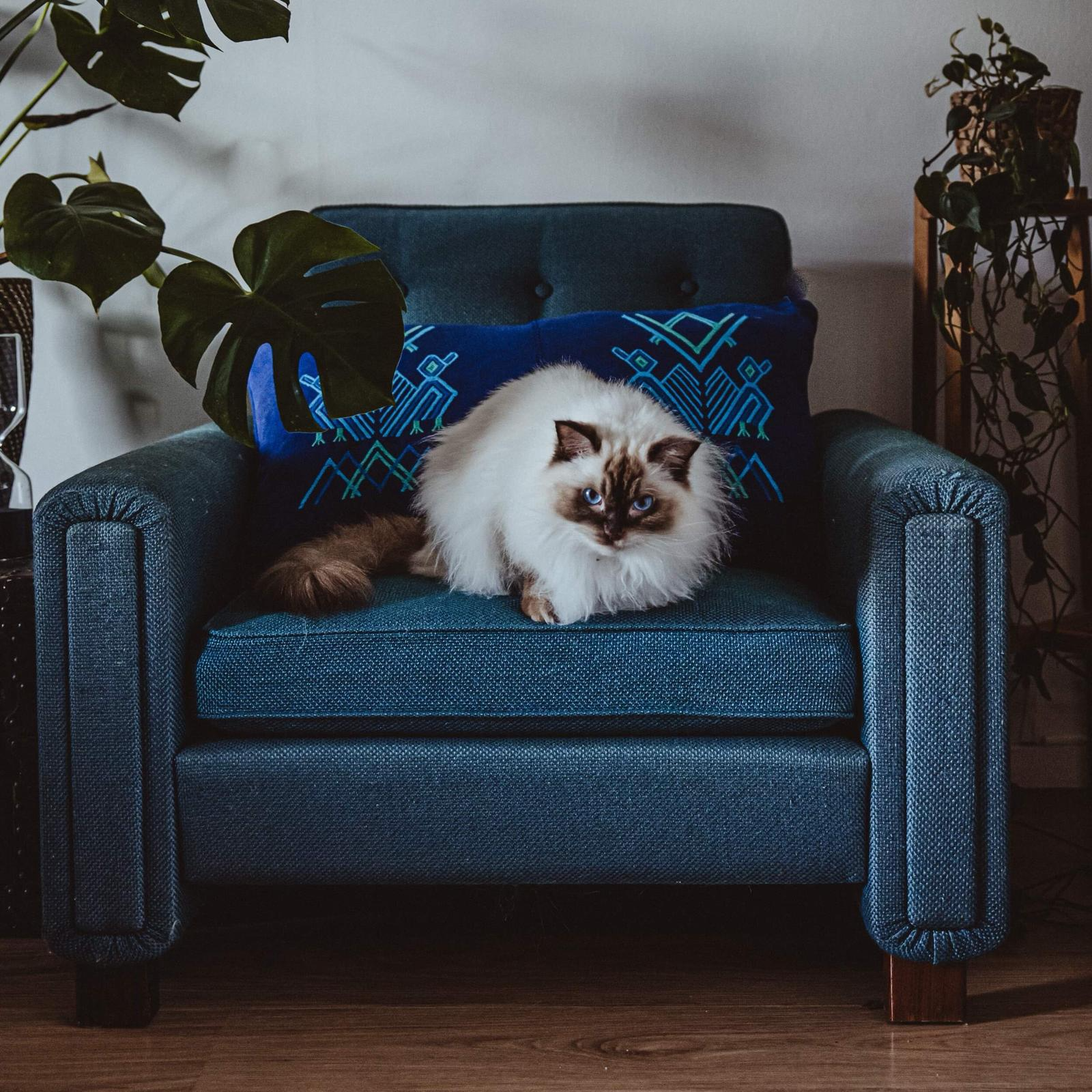 blue_pillow_handwoven_sofa_cat.png