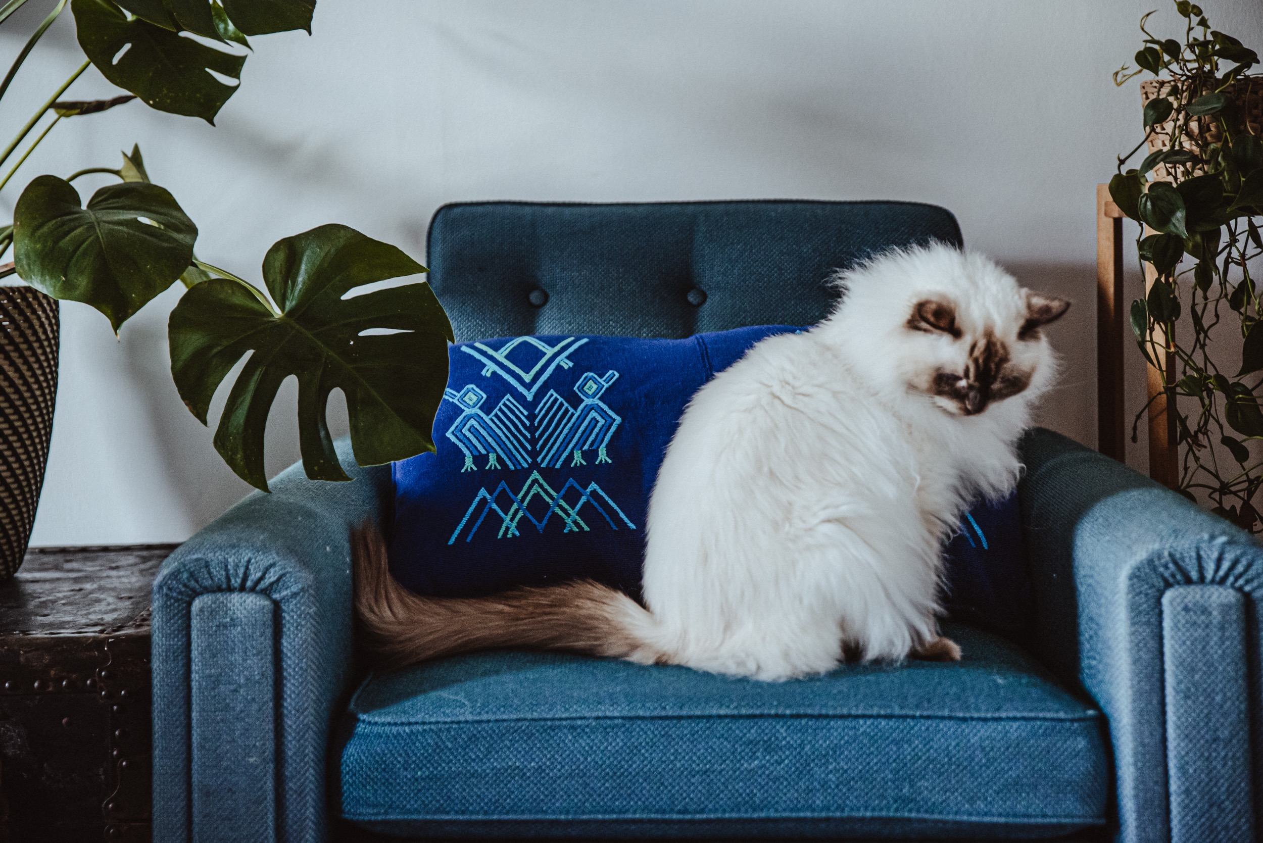 blue_pillow_handwoven_sofa_cat_2.png