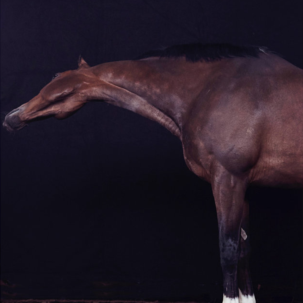 Well Beings Campaign Photos -RERUN - STAN AND STORMY.png