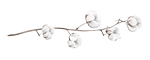 COTTON_2 SMALL.png