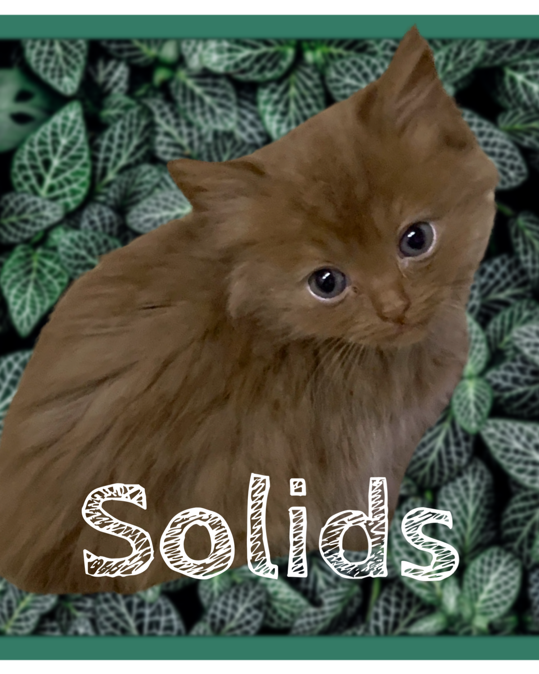 Click the photo to see more examples of Solid Pattern kittens in all Cosmic  Ragdolls’ colors