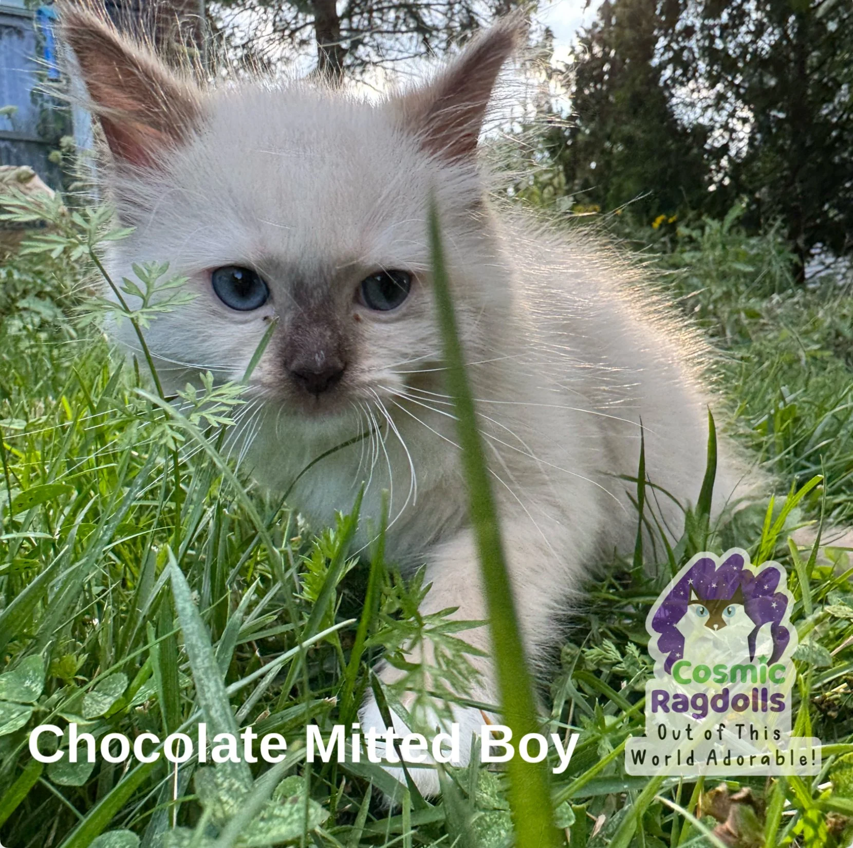 Chocolate Mitted Mink Cosmic Ragdolls Boy