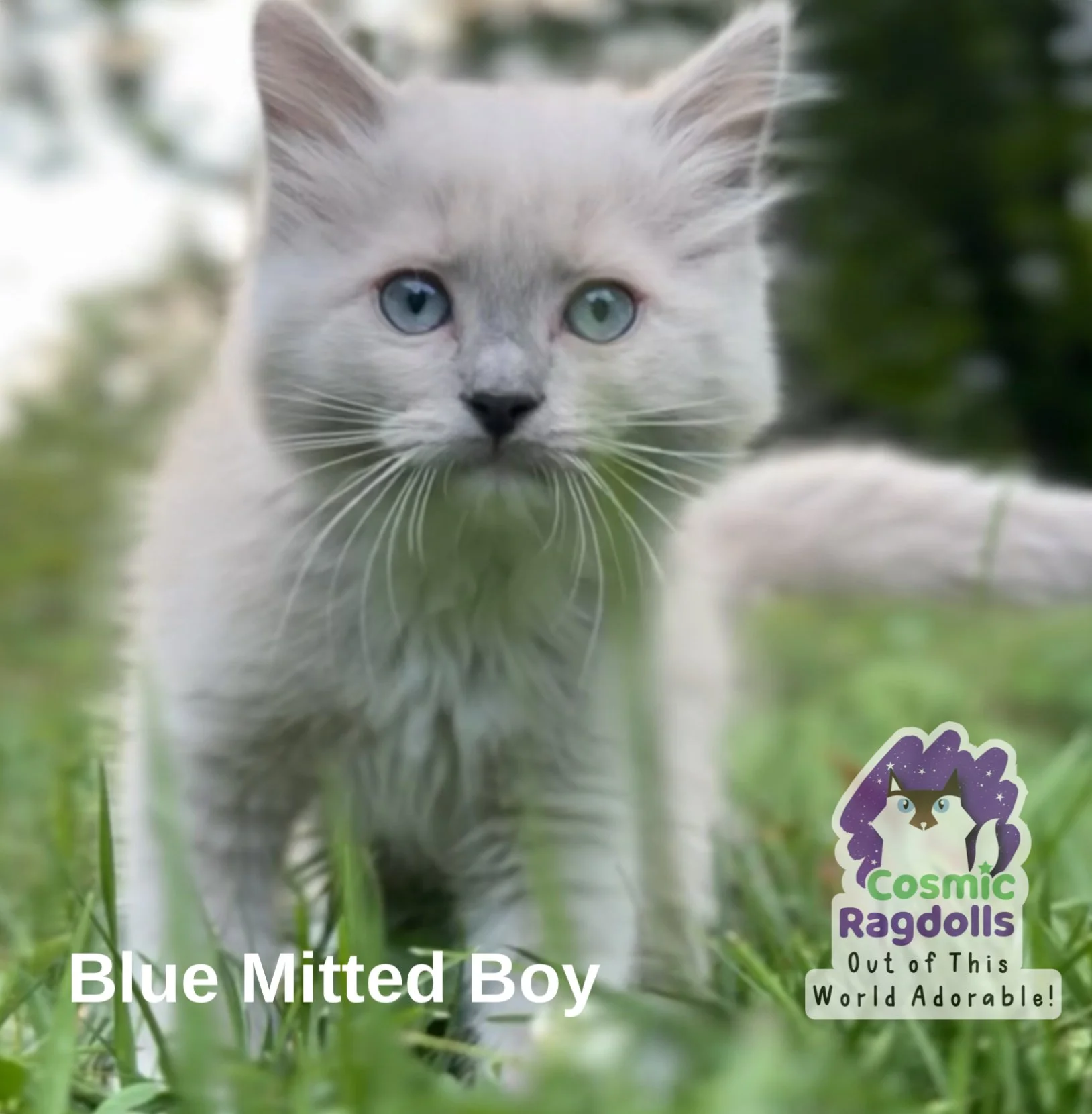 Blue Mitted Mink Boy Cosmic Ragdoll