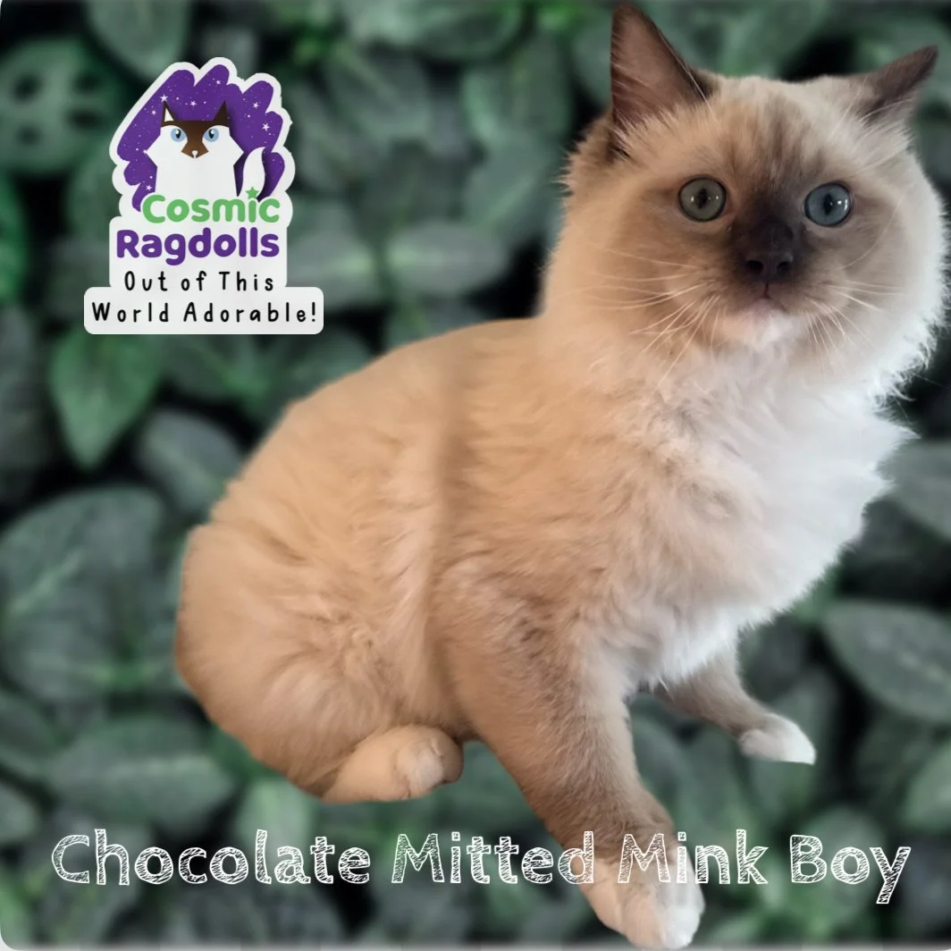 Chocolate Mitted Mink Boy