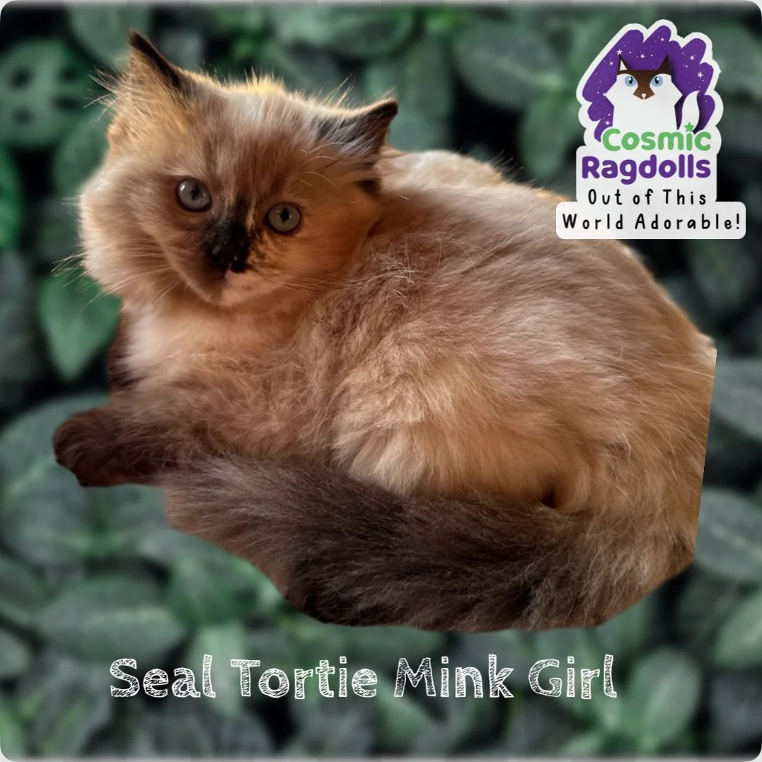 Seal Tortie Mink Girl
