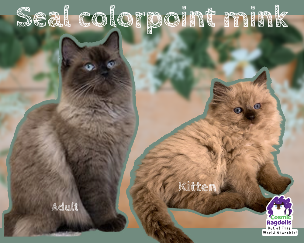 Ragdoll Colors & — Cosmic Therapy Ragdoll Kitty Bushes