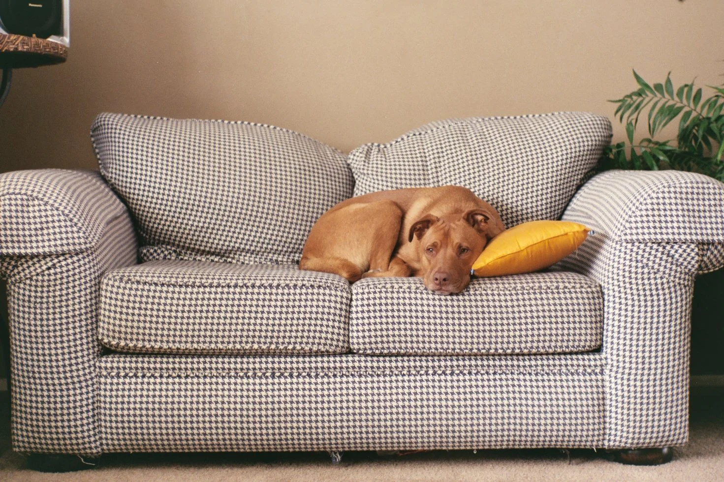 A brown dog lying on a black and white checkered couch, resting its head on a yellow pillow, with a green plant in the background.