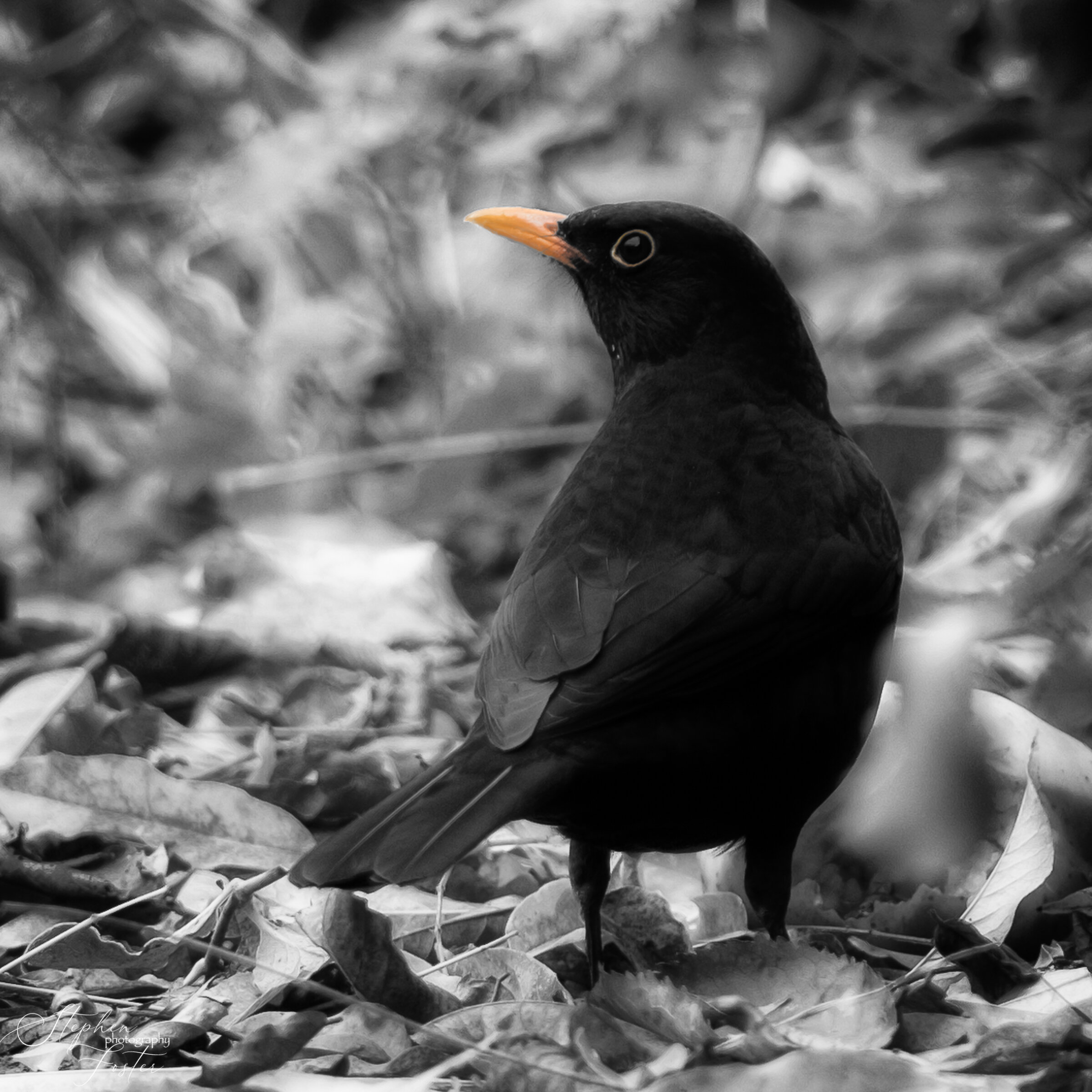 Blackbird-1.jpg