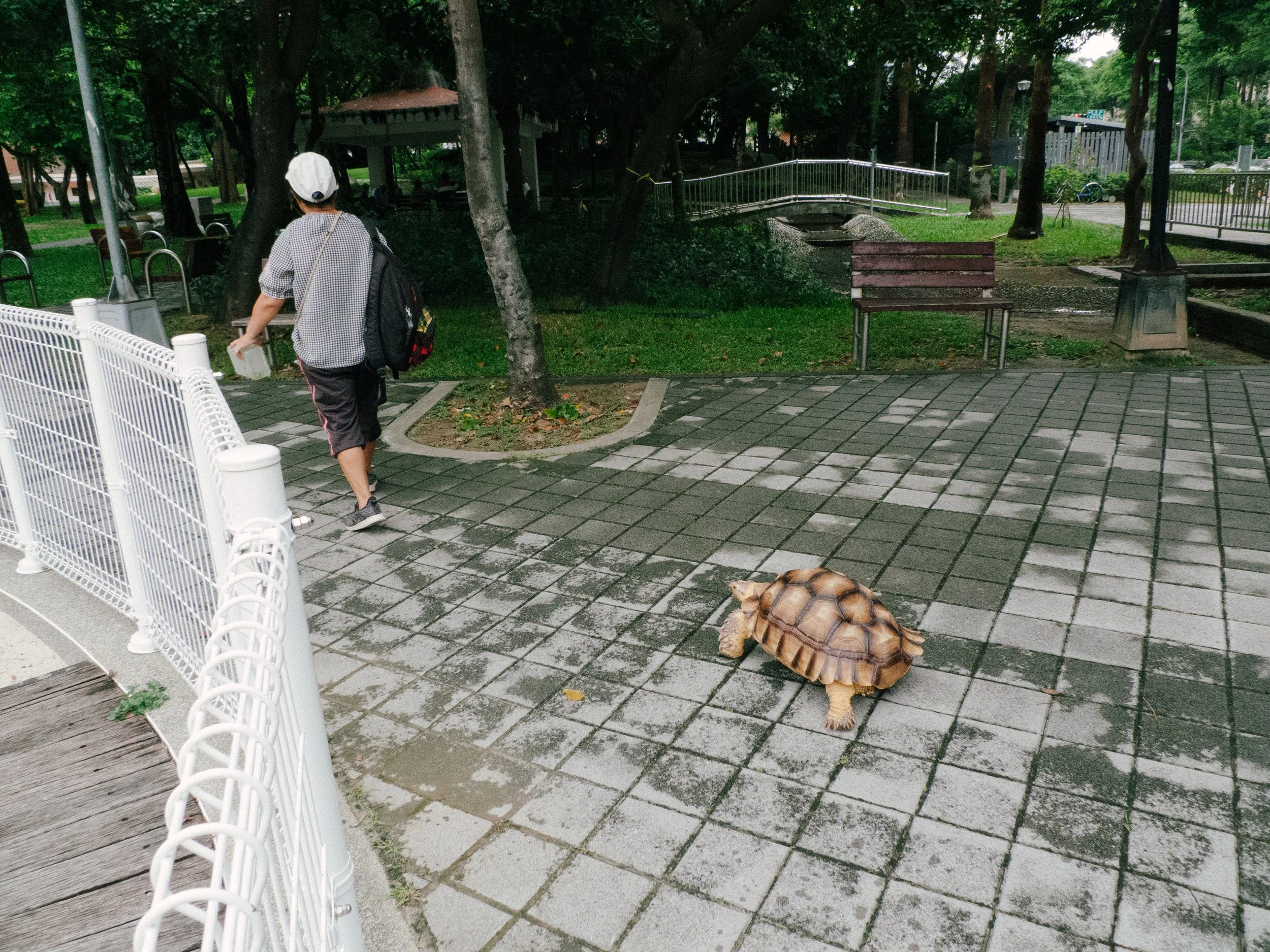 福星公園的烏龜