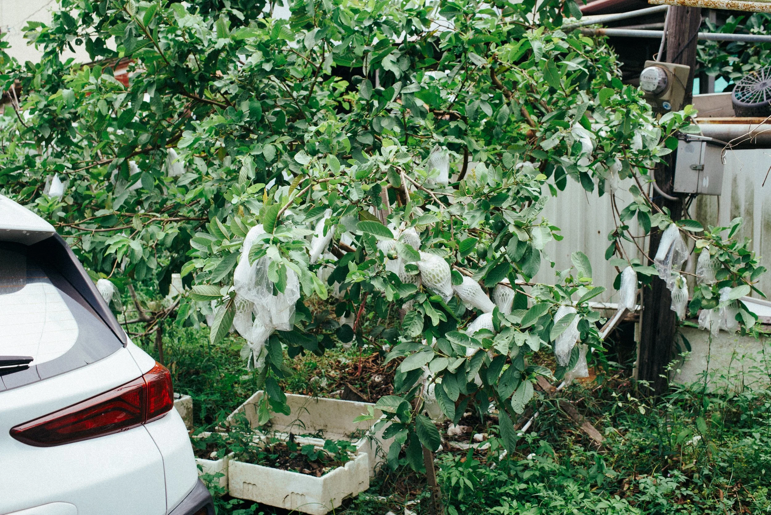 八樂, Guava in someone's yard