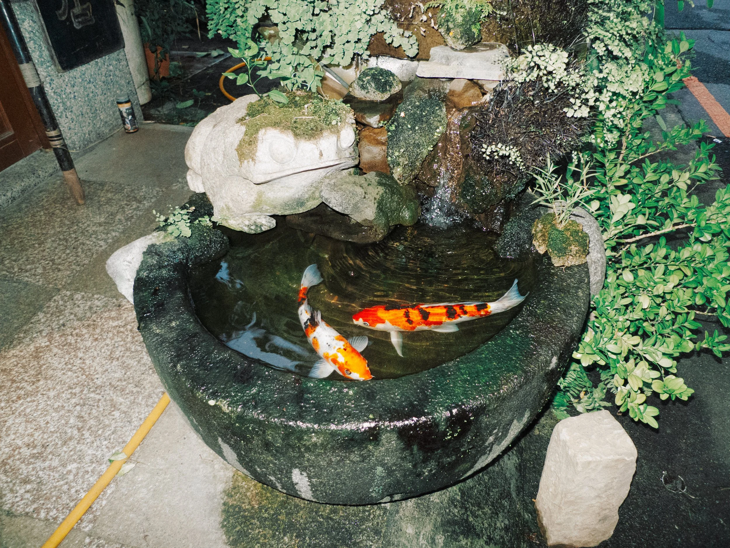 鯉魚在缸裡