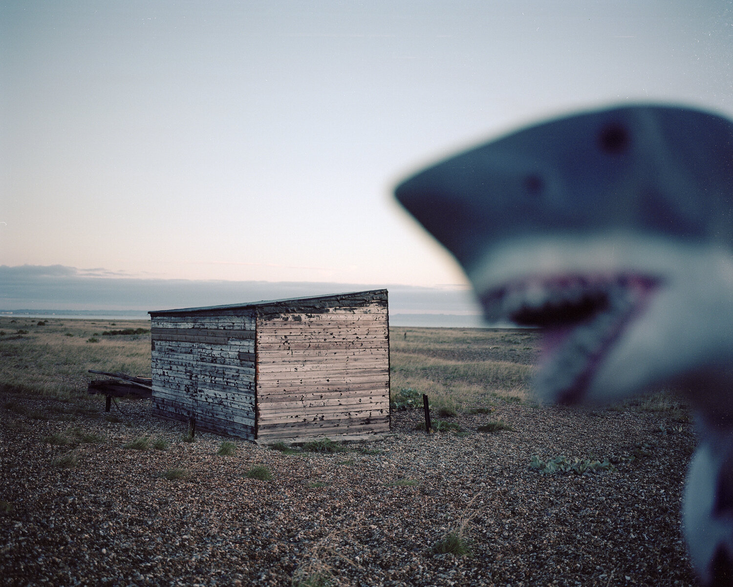 shark head shed.jpg