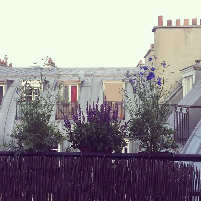 New flowers for the summer balcony #Paris #parisflowers #balcony #parisinsummer