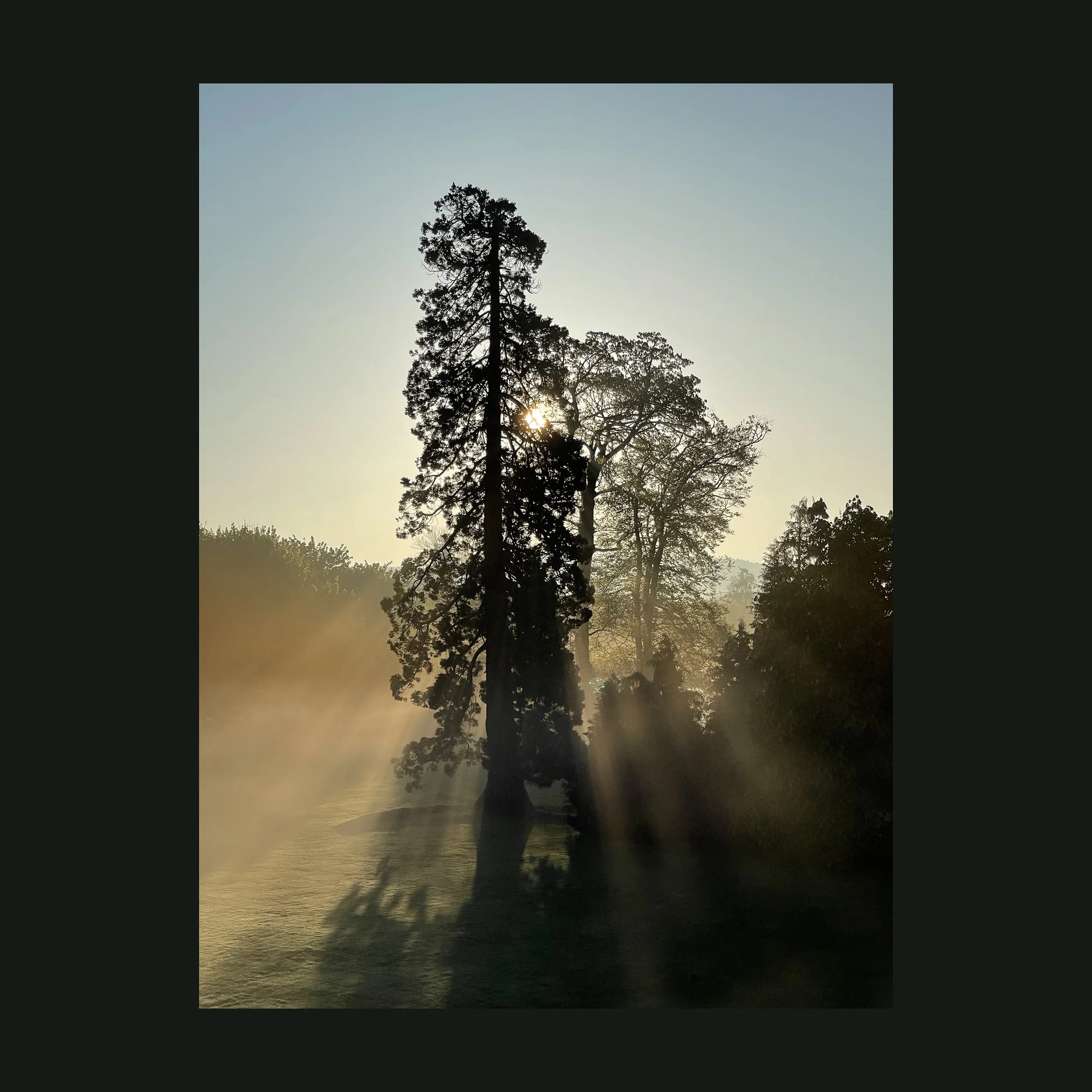 #treestudy009sqa.jpg