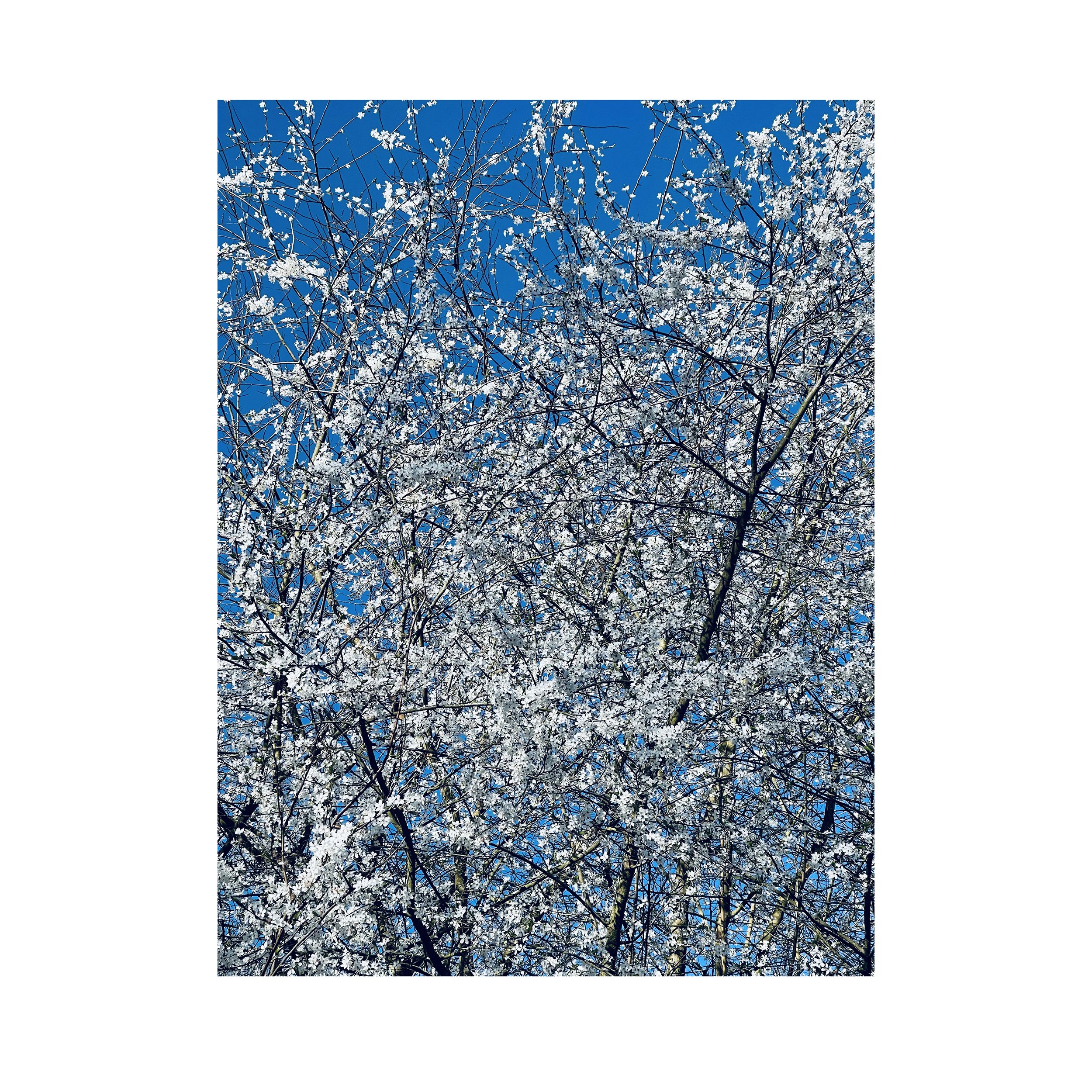#treestudy006sqa.jpg