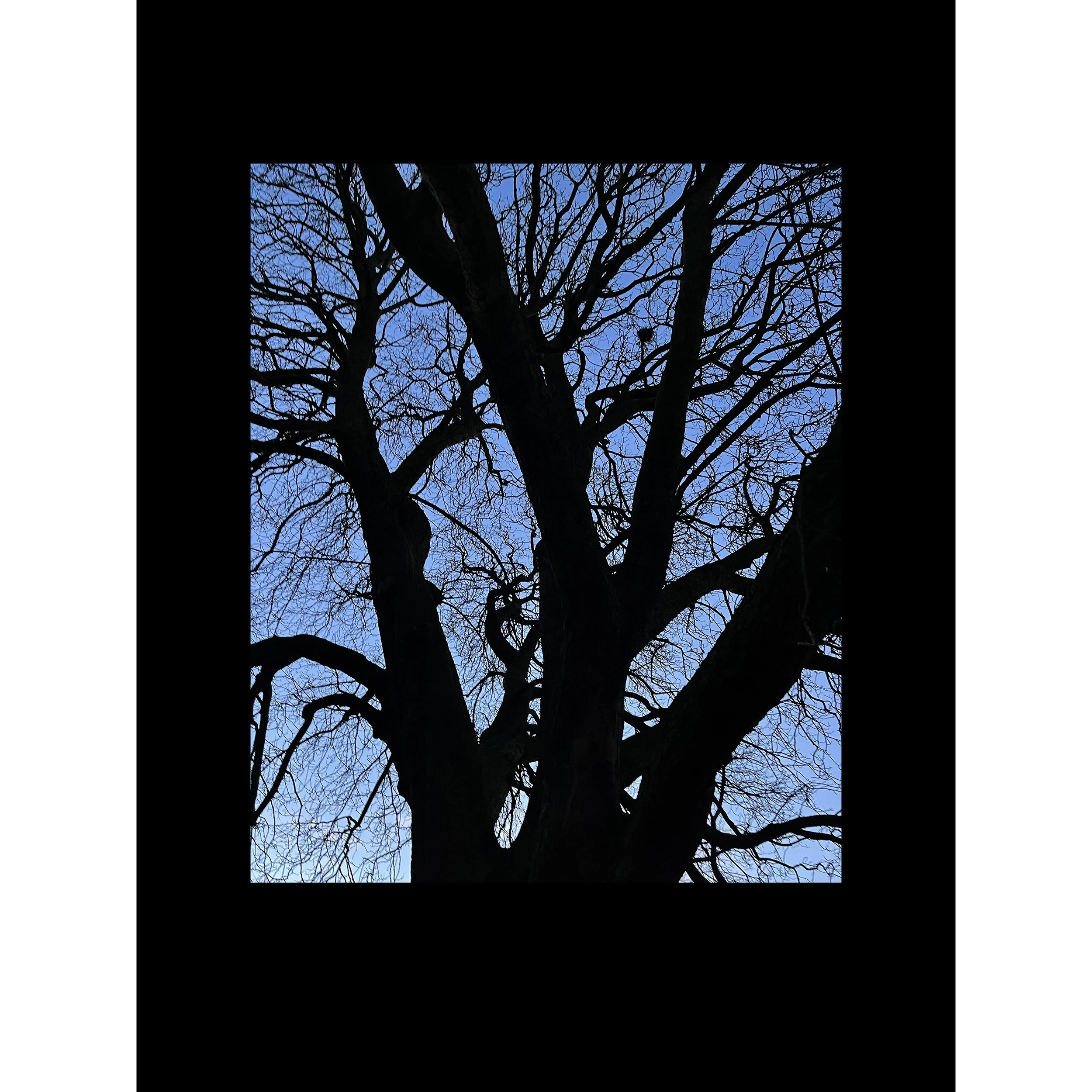 #treestudy001sq.jpg