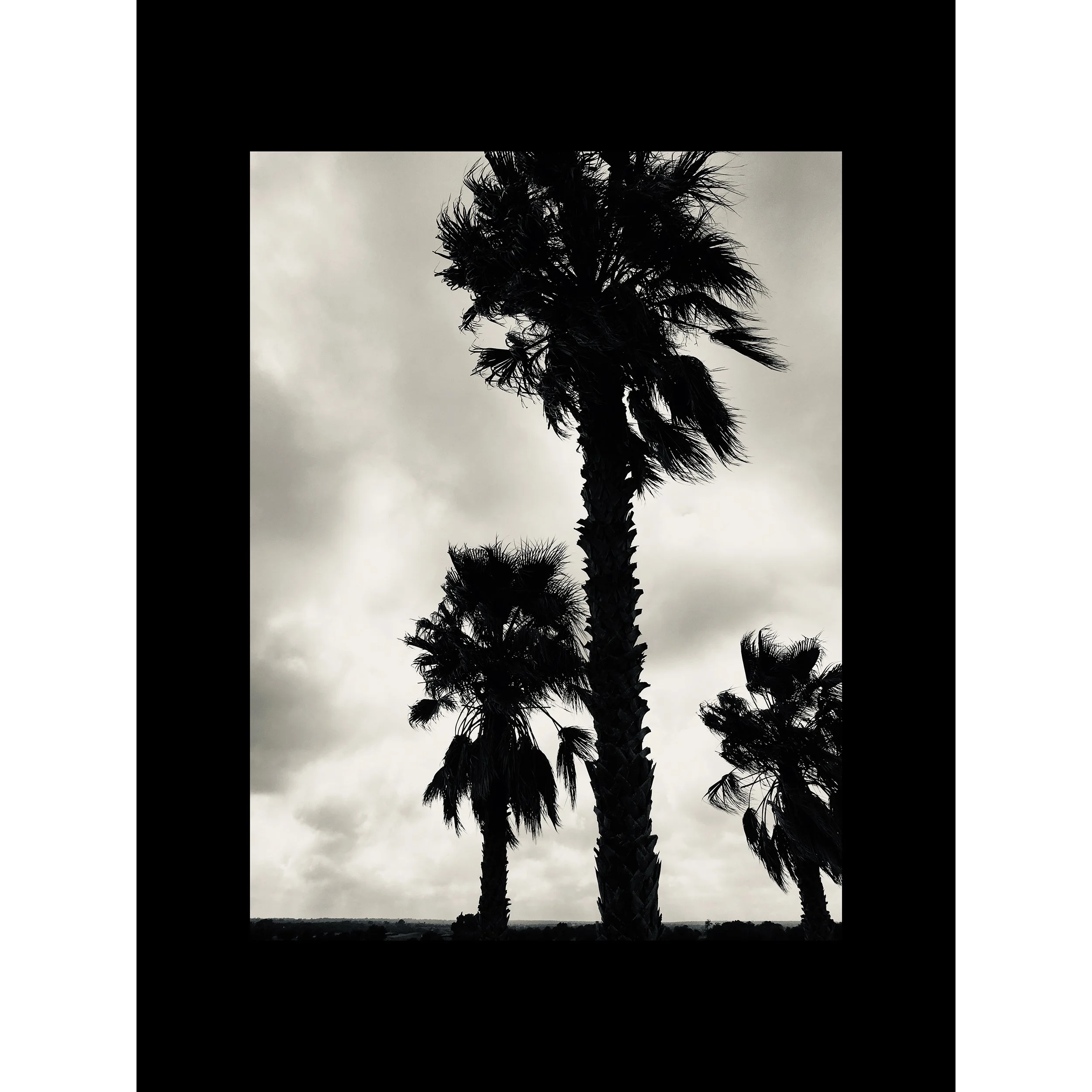 #treestudy004sq.jpg