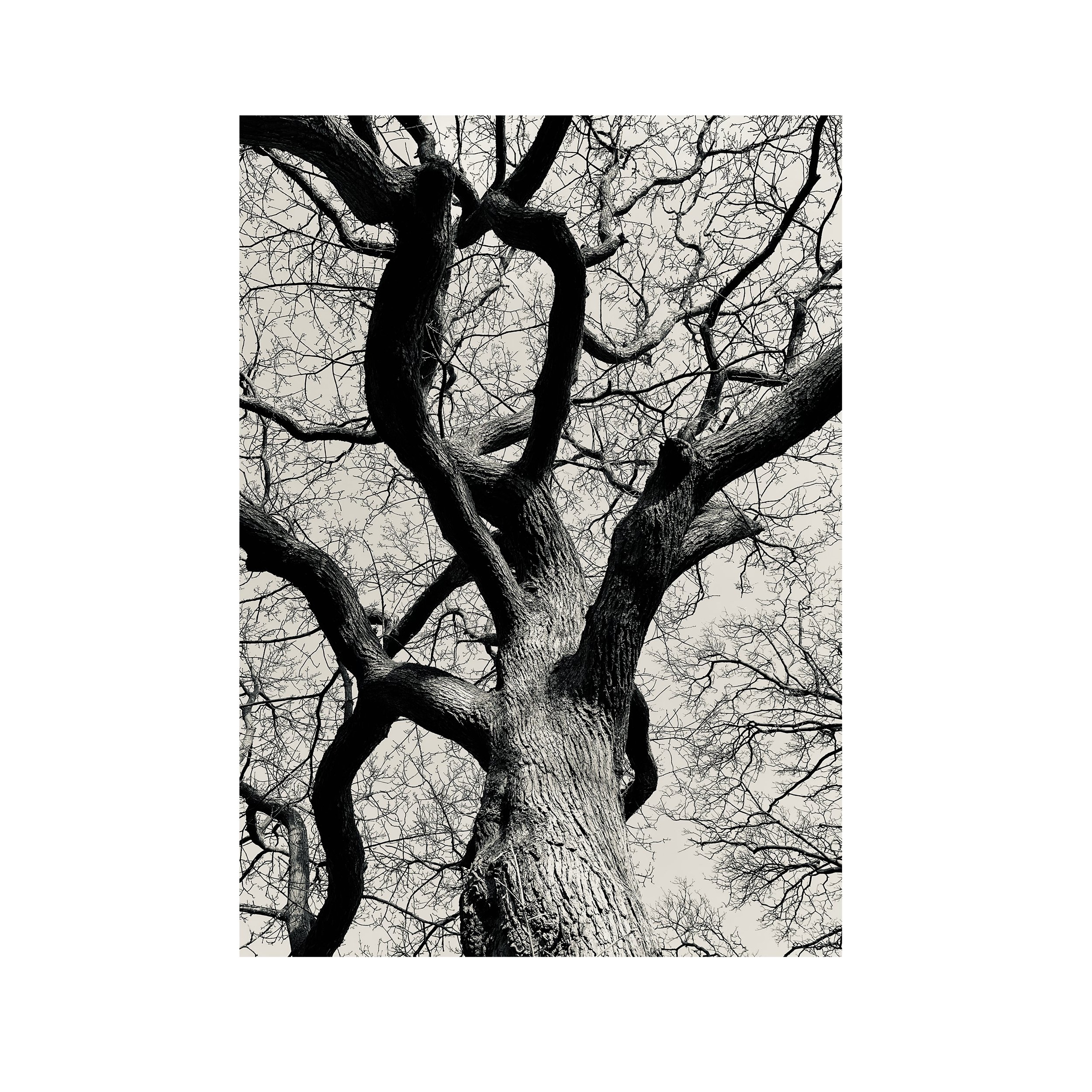 #treestudy006sqa.jpg