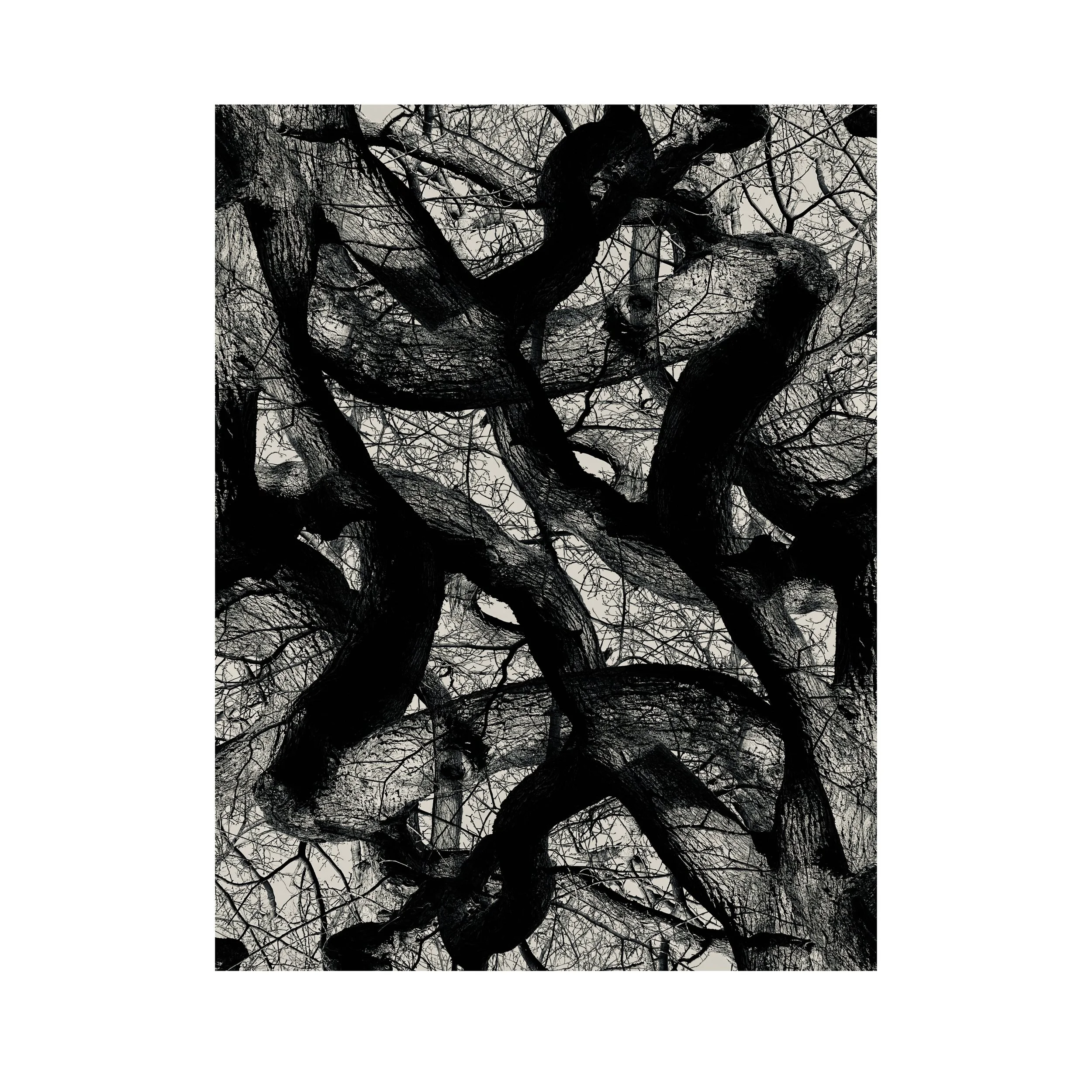 #treestudy008asqa.jpg