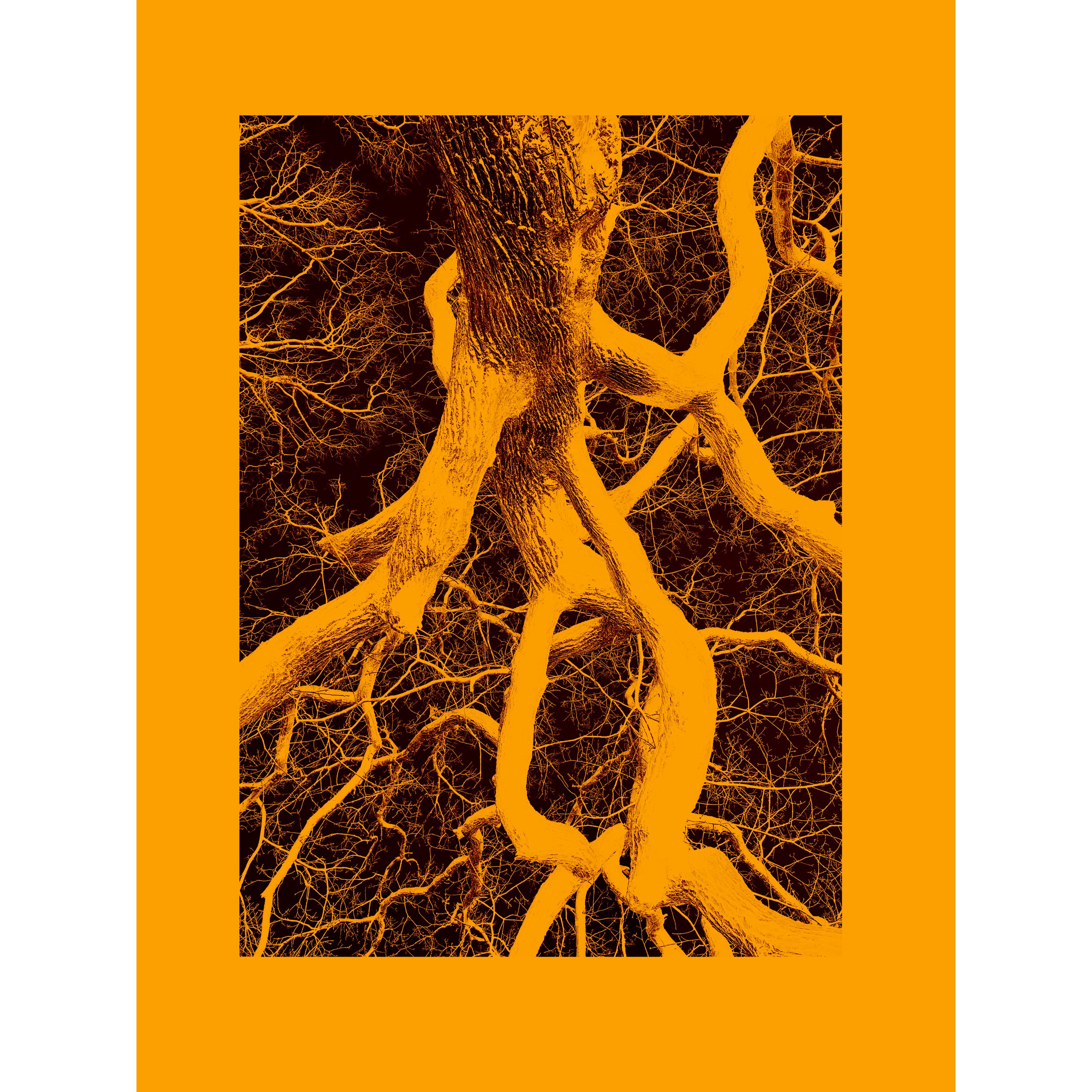 #treestudy007csqa.jpg