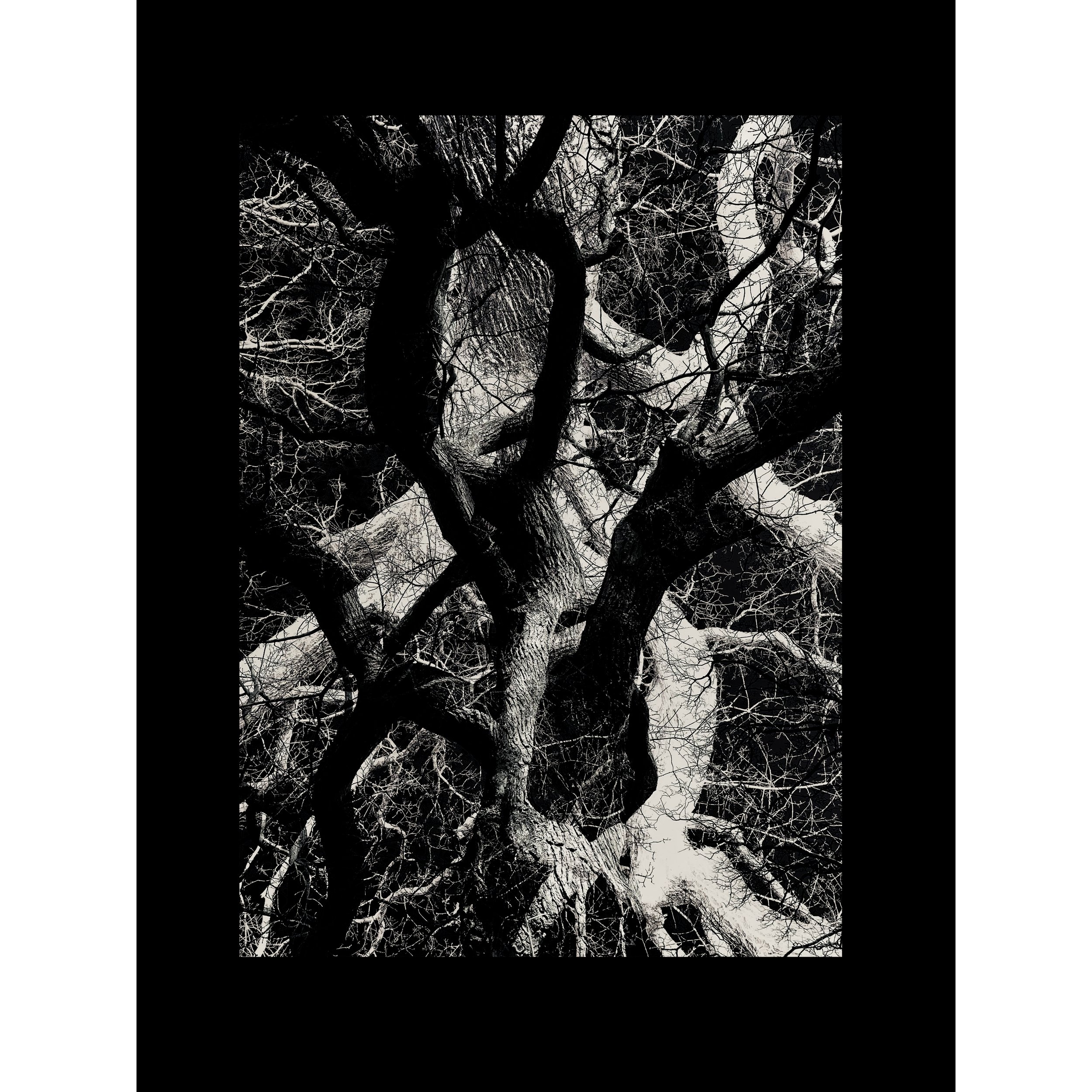 #treestudy007asqa.jpg