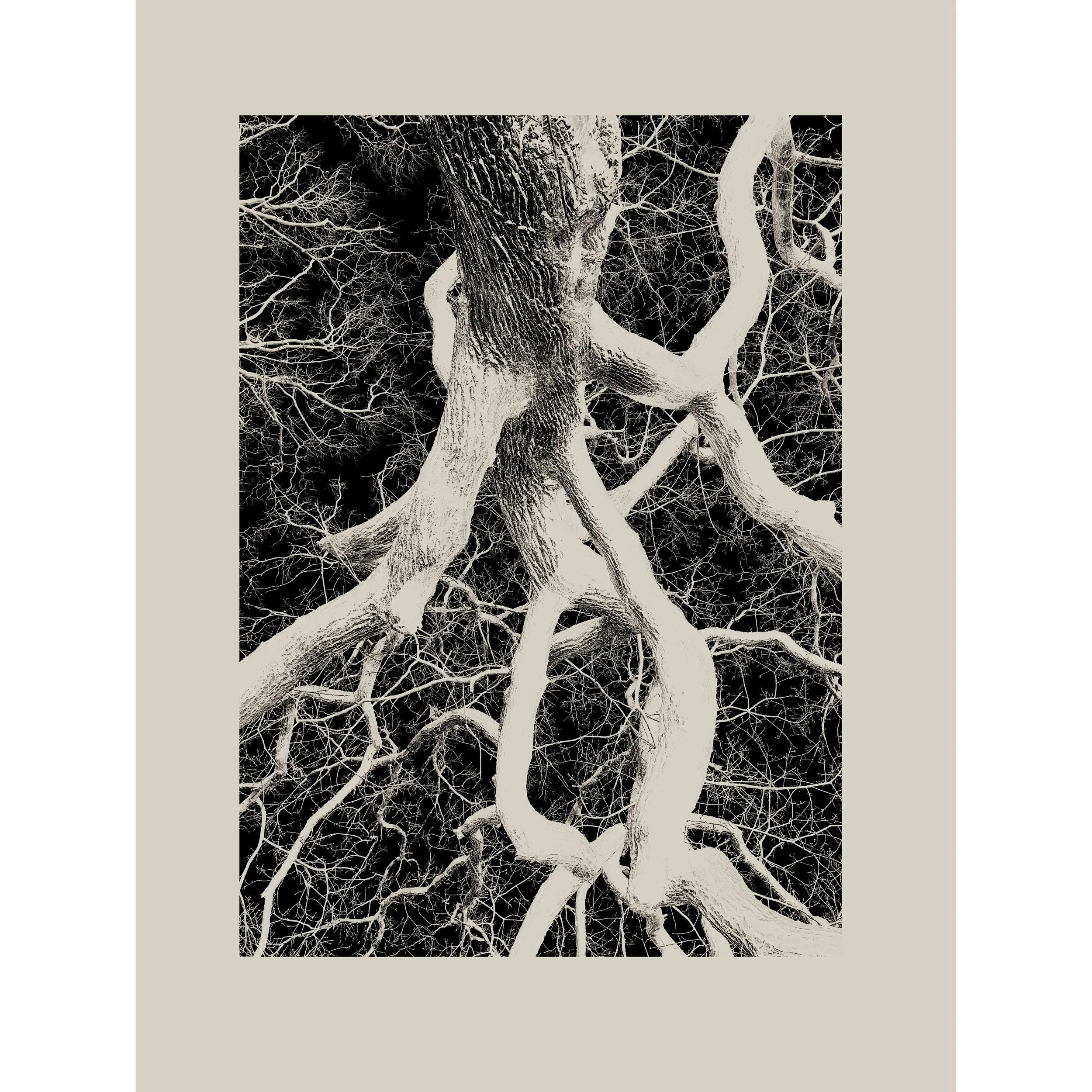 #treestudy007bsqa.jpg