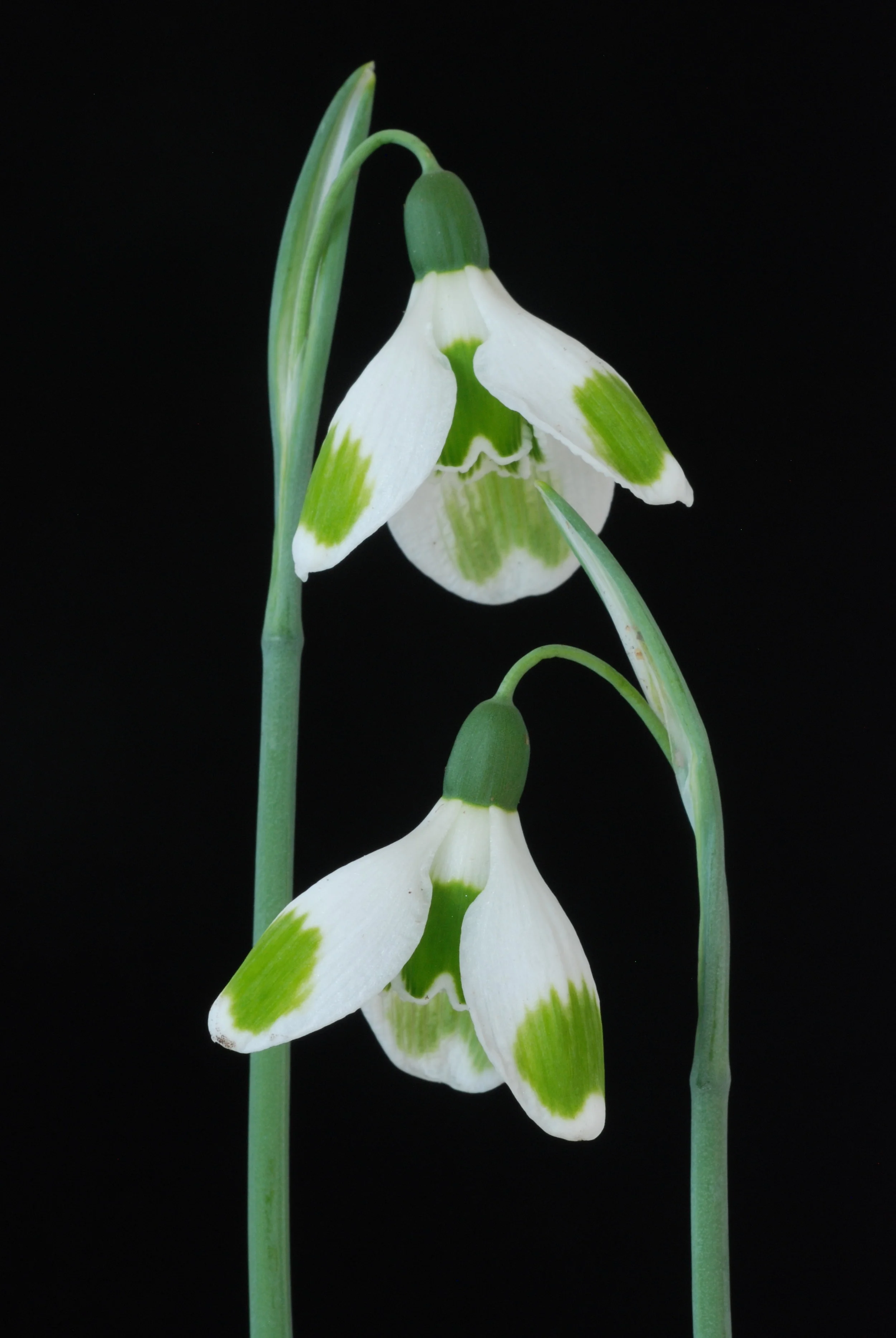 Pieces of Eight pair.JPG