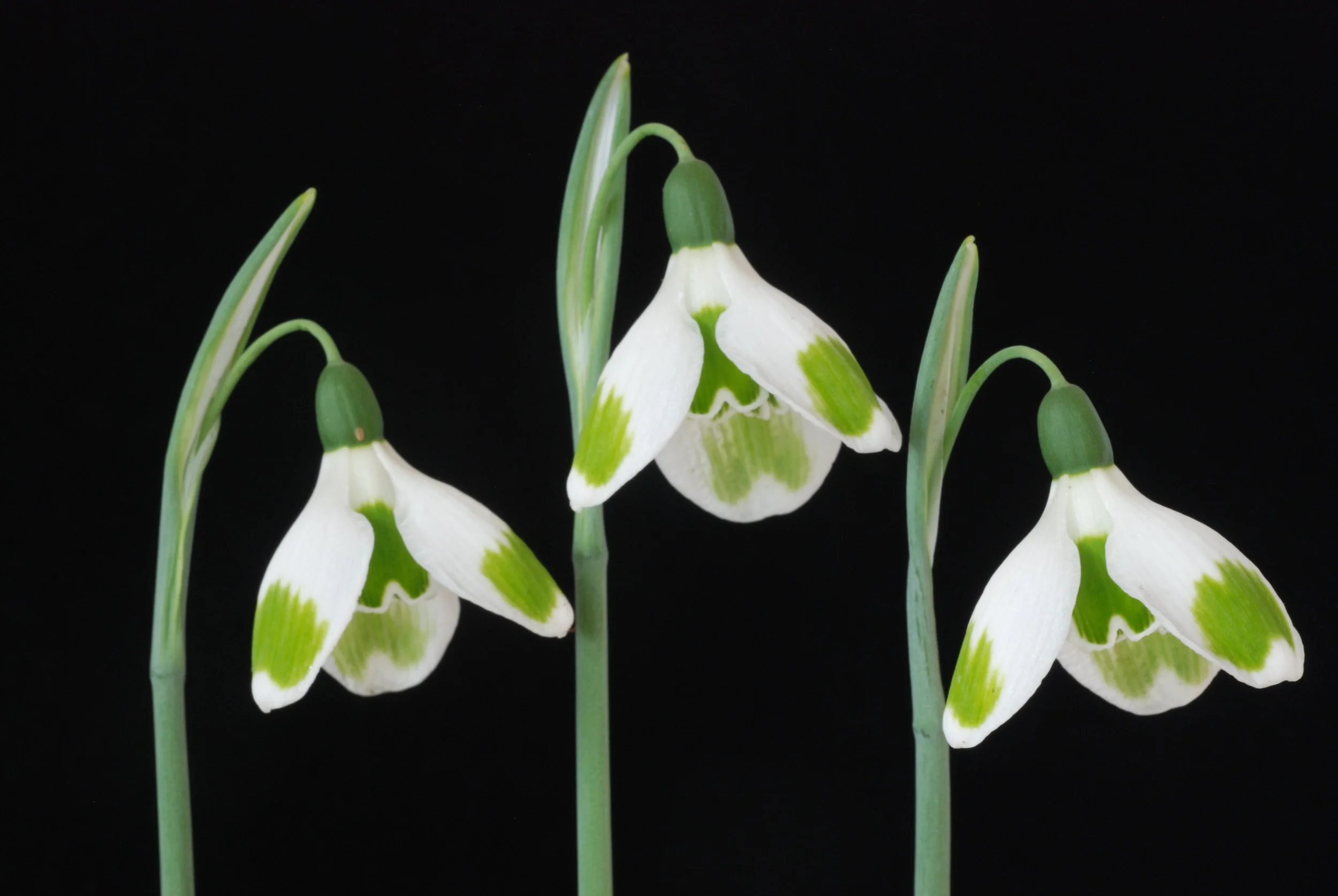 Pieces of Eight tro.JPG