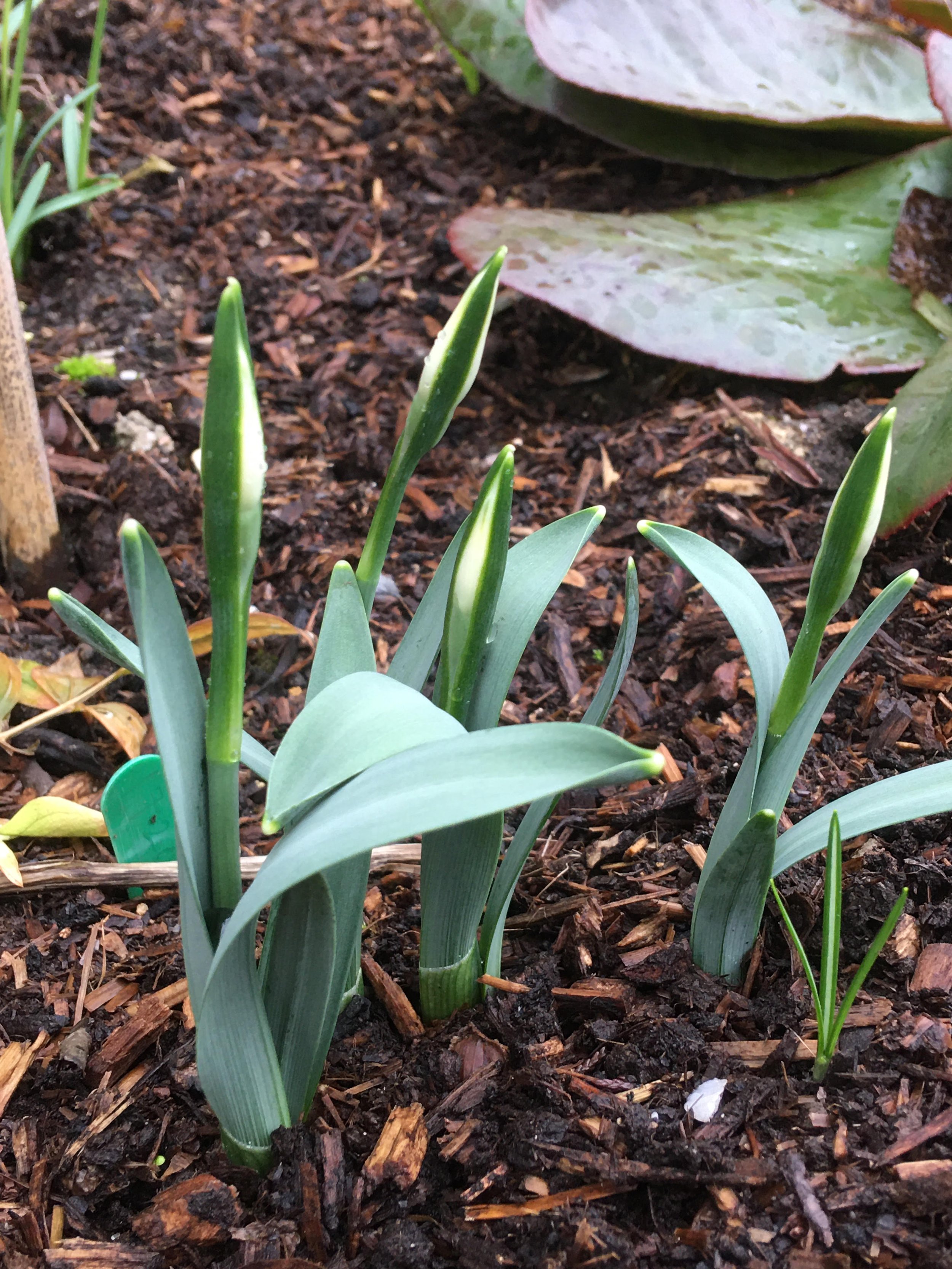 Benda Trowel foliage.jpg