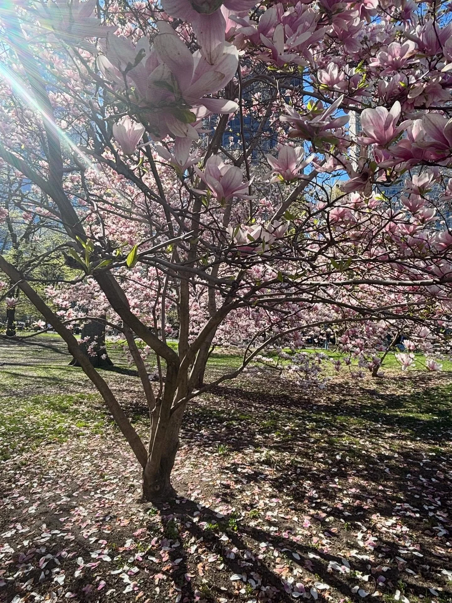 Life has awakened in the park! #cherryblossoms #magnolias