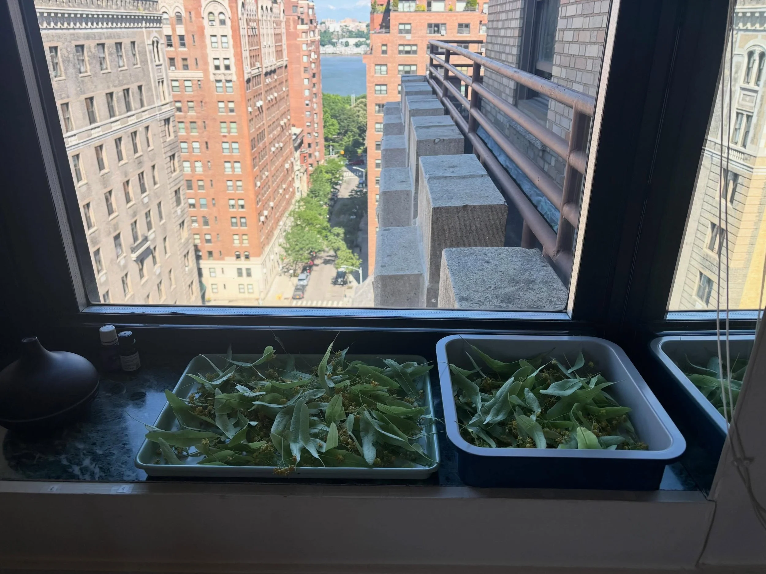 Initiating my little urban apothecary. Harvested this beautiful Linden last night in Central Park before a thunderstorm cracked open the sky. #shapeshifting #foodismedicine #earthmama