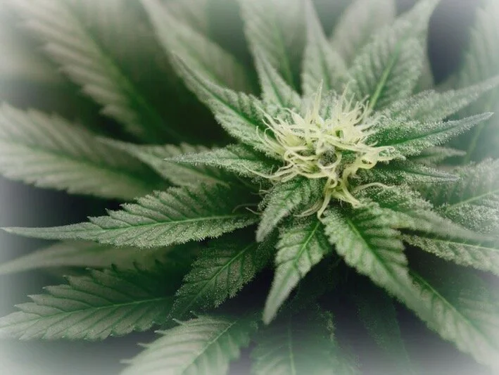 S4 Ep. 5: Cannabis as the God Plant with Gia Kubik
