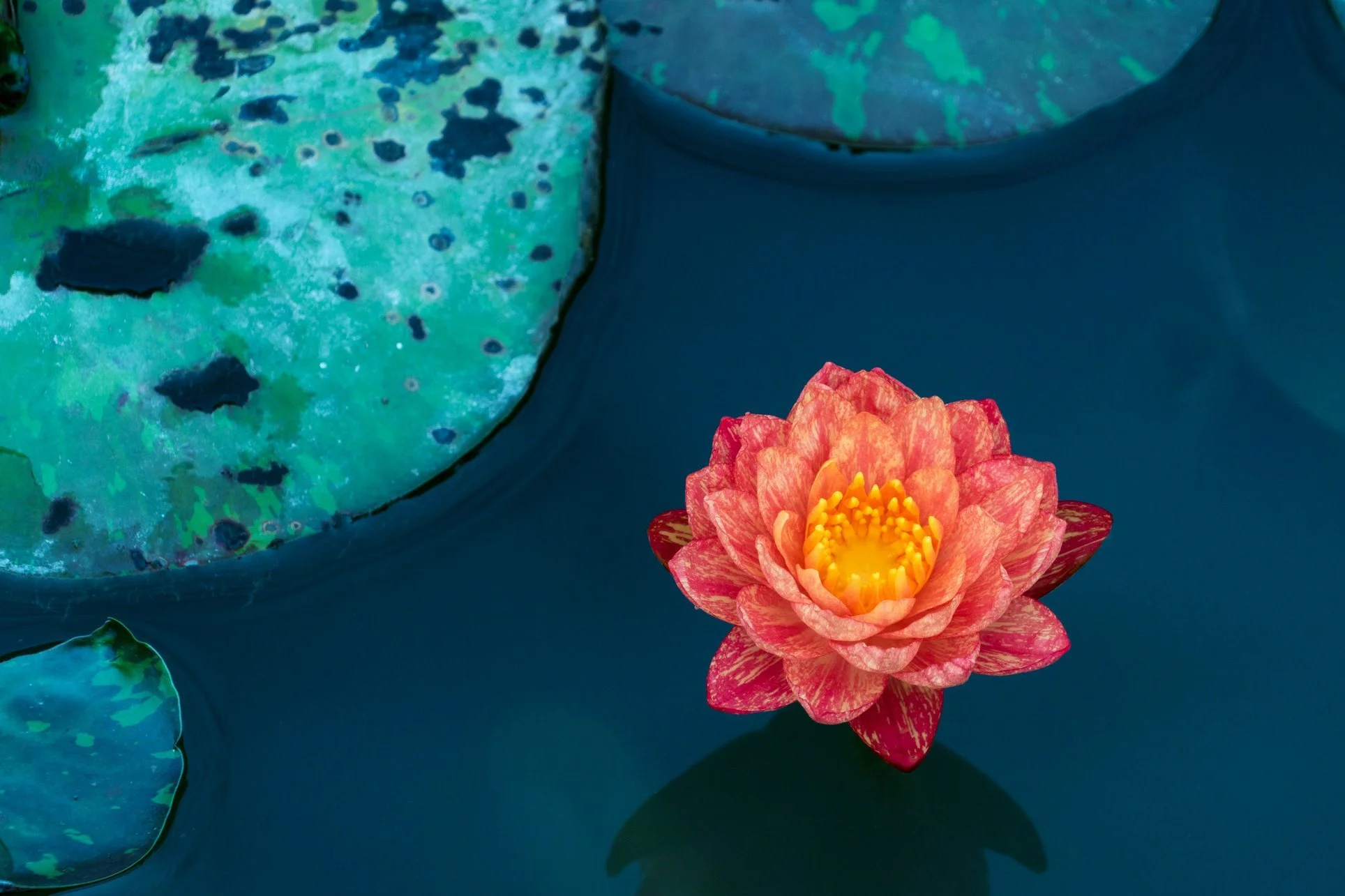 S9 Ep. 8: Healing Through Presence with Mallory Davidson