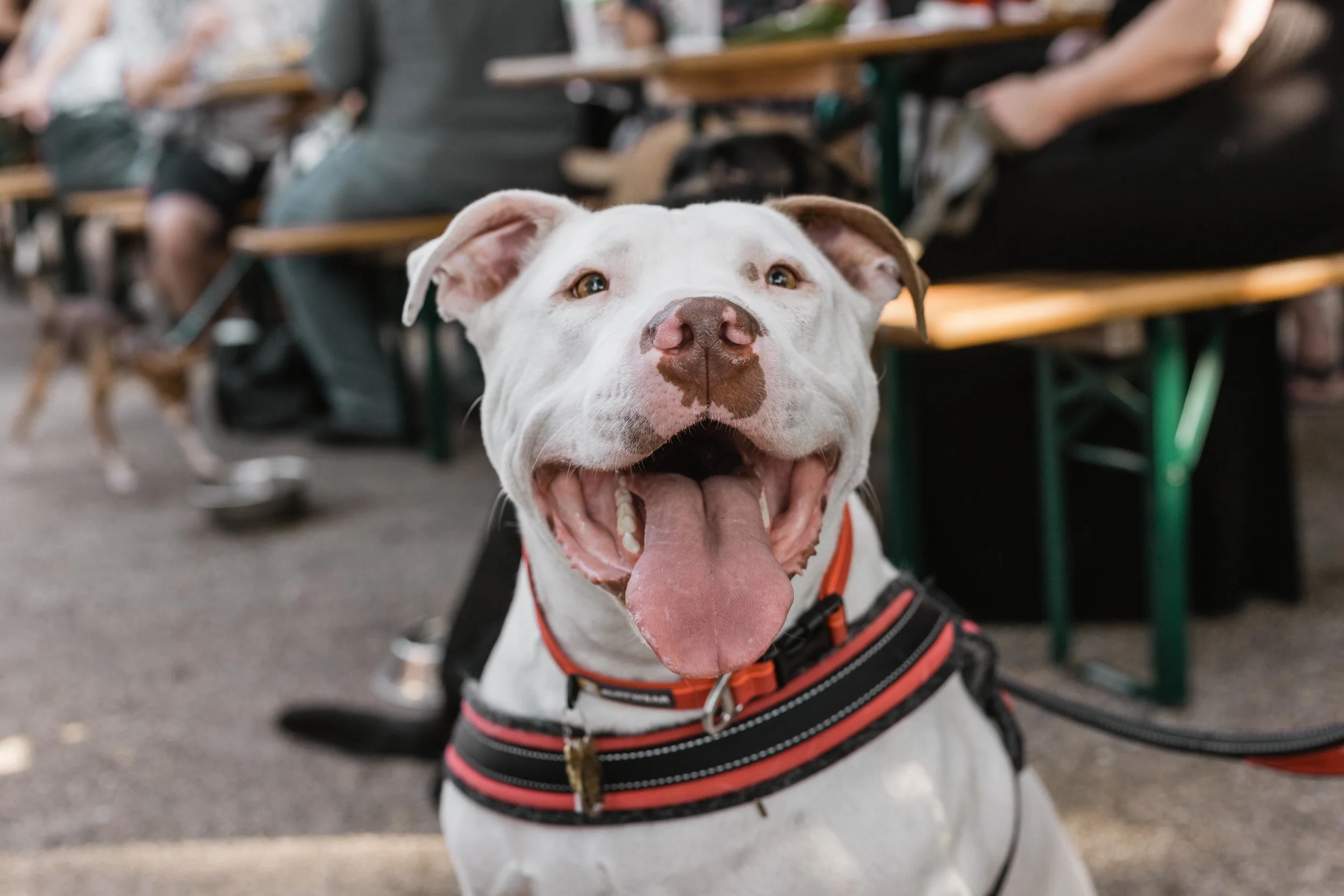 DrinkingwithDogs_Atwater2019 (24 of 65).jpg
