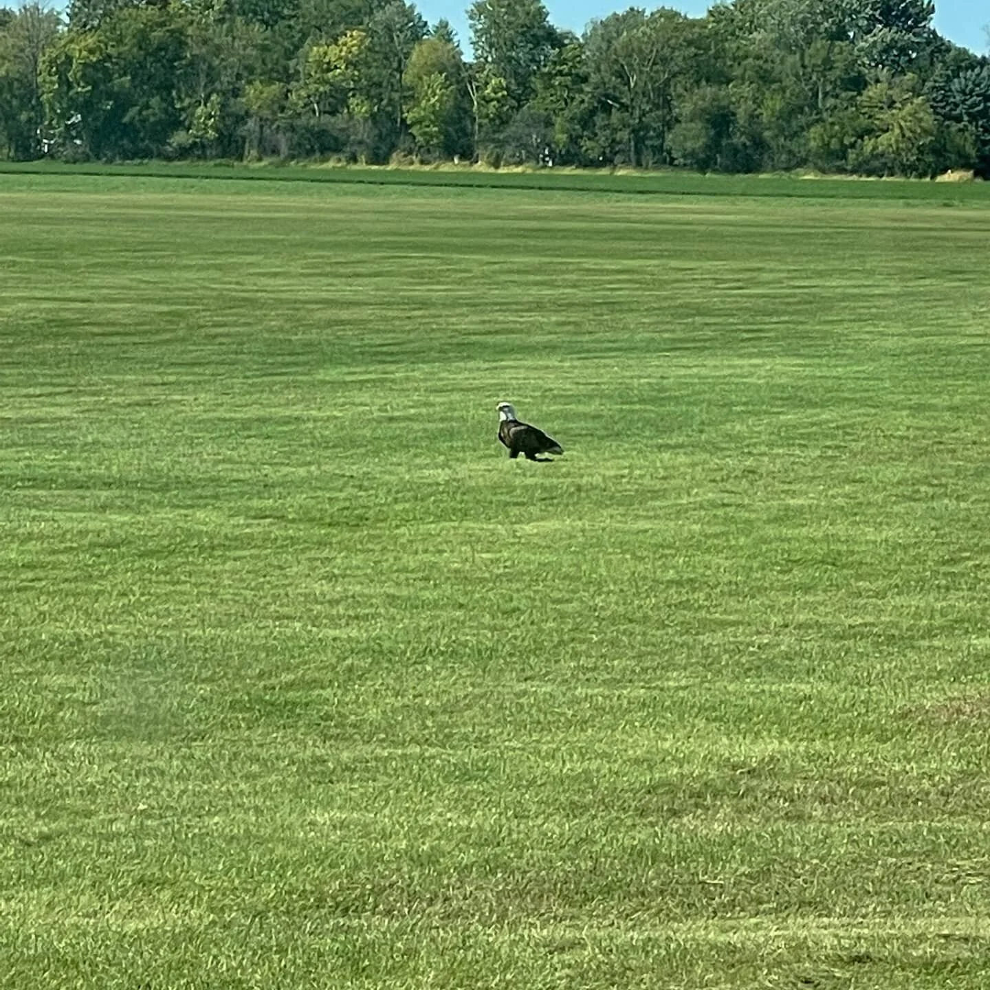 Even the eagles were flying today at Stanton!