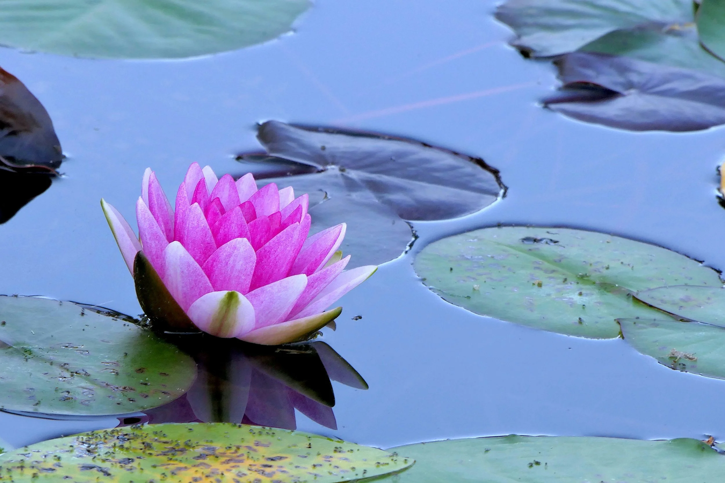 Finding Peace of Mind