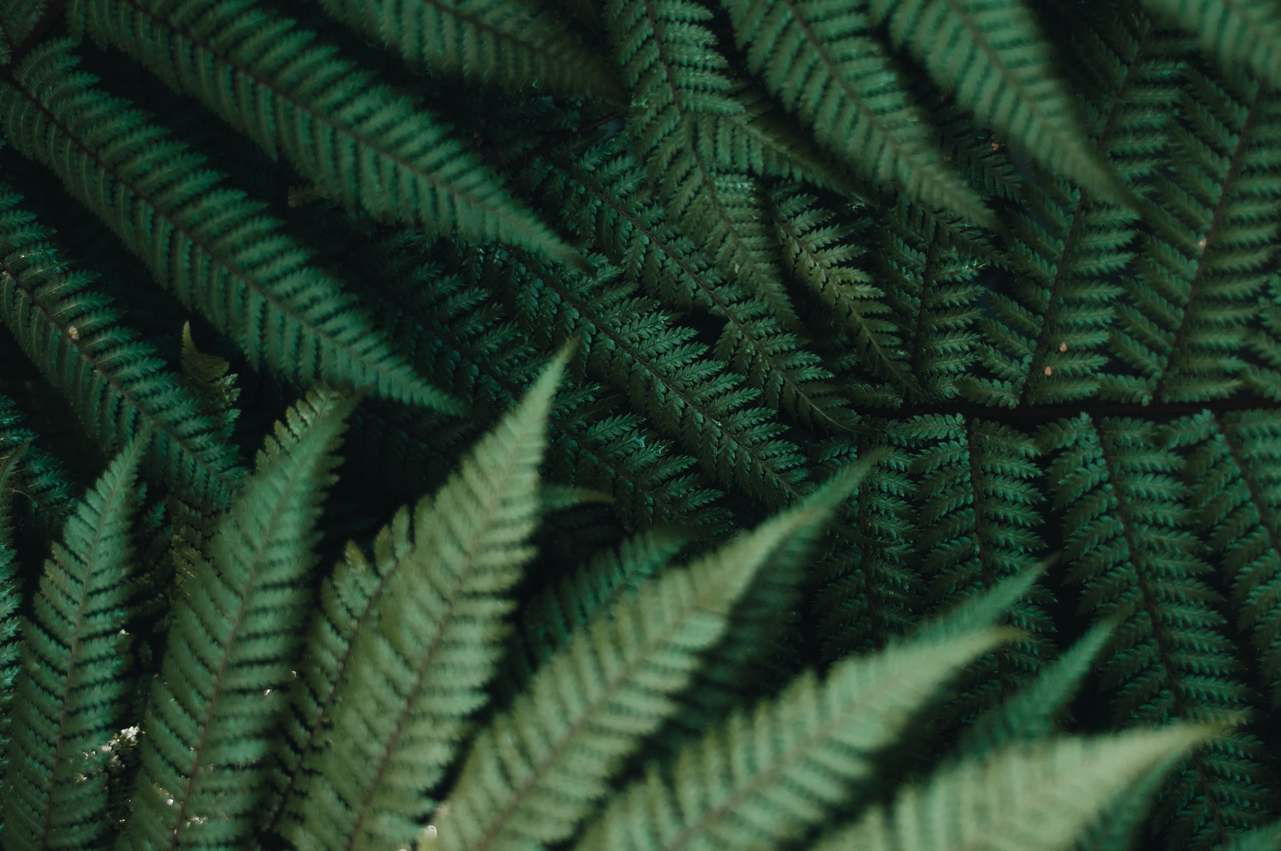 christian-widell-kF2JZOlKRKc-unsplash.jpg